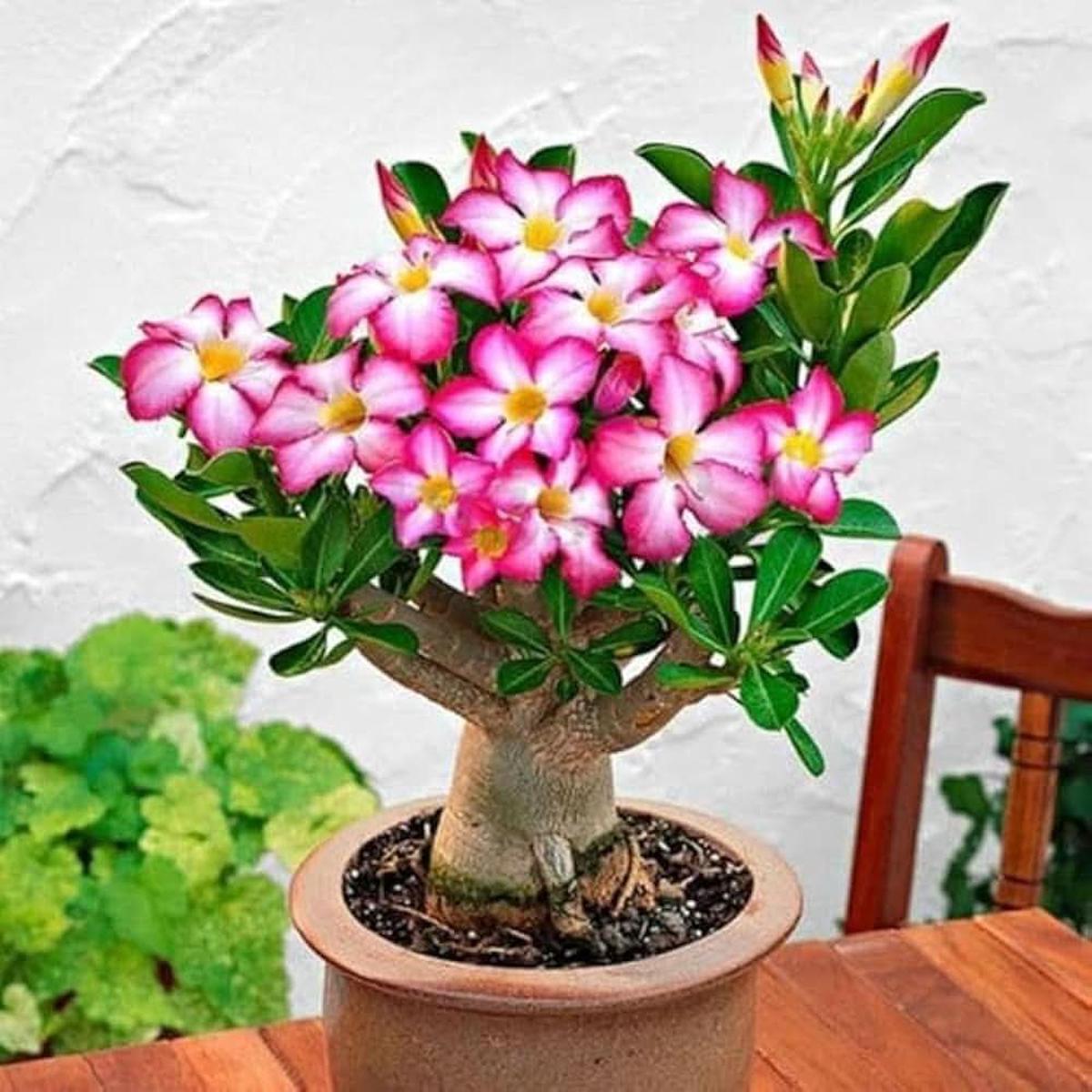 Pink Rose Rosa Chinensis Bonsai Flower For Planting In Indoor Pots Home Garden Displays Flower