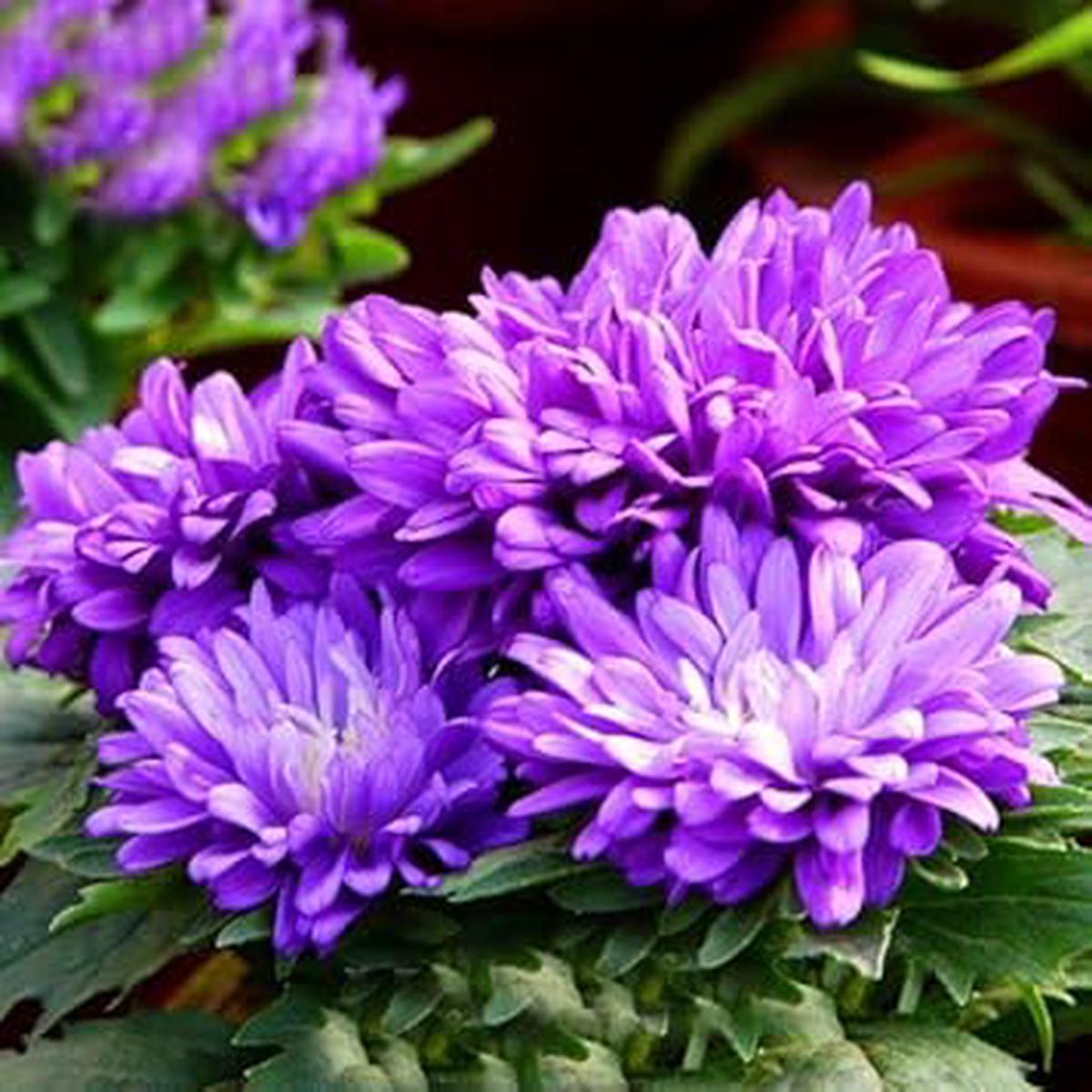 Purple Chrysanthemum Flower seeds for Planting - Bright Blooms, Heirloom & GMO Free Seeds for Home Garden