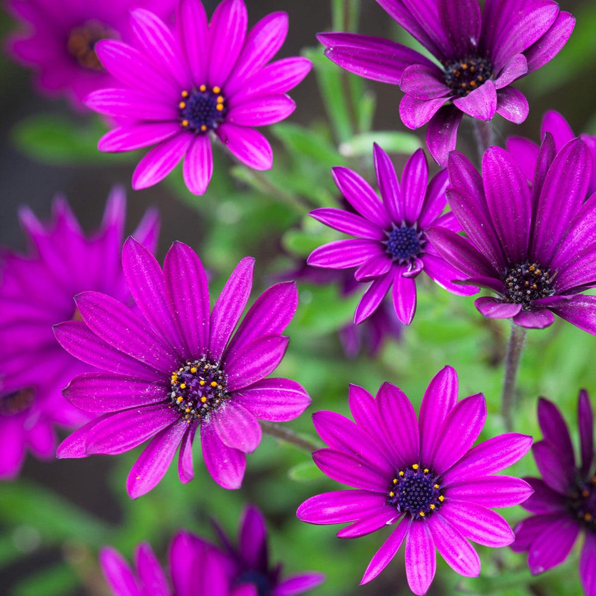 Purple Osteospermum Flower Seeds for Planting Heirloom, Non-GMO, Easy to Grow, Perennial