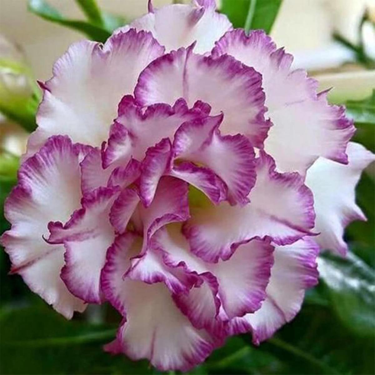 Purple-White Desert Rose Flower Seeds for Planting Heirloom, Non-GMO, Drought-Tolerant, Perennial