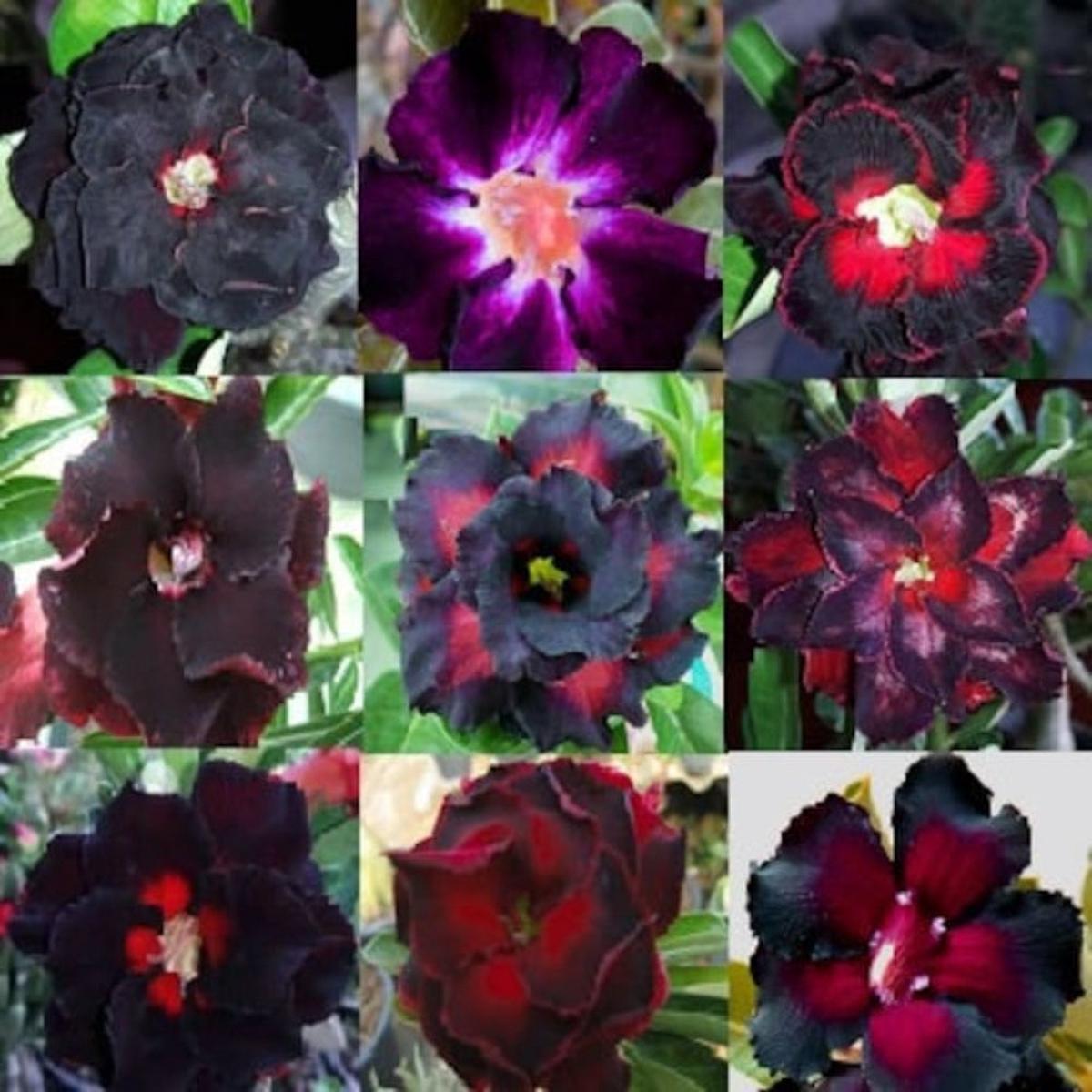 Red Black Rimblack Desert Rose Seeds for Planting Adenium Obesum Flower Perennial Exotic Heirloom, Non-GMO