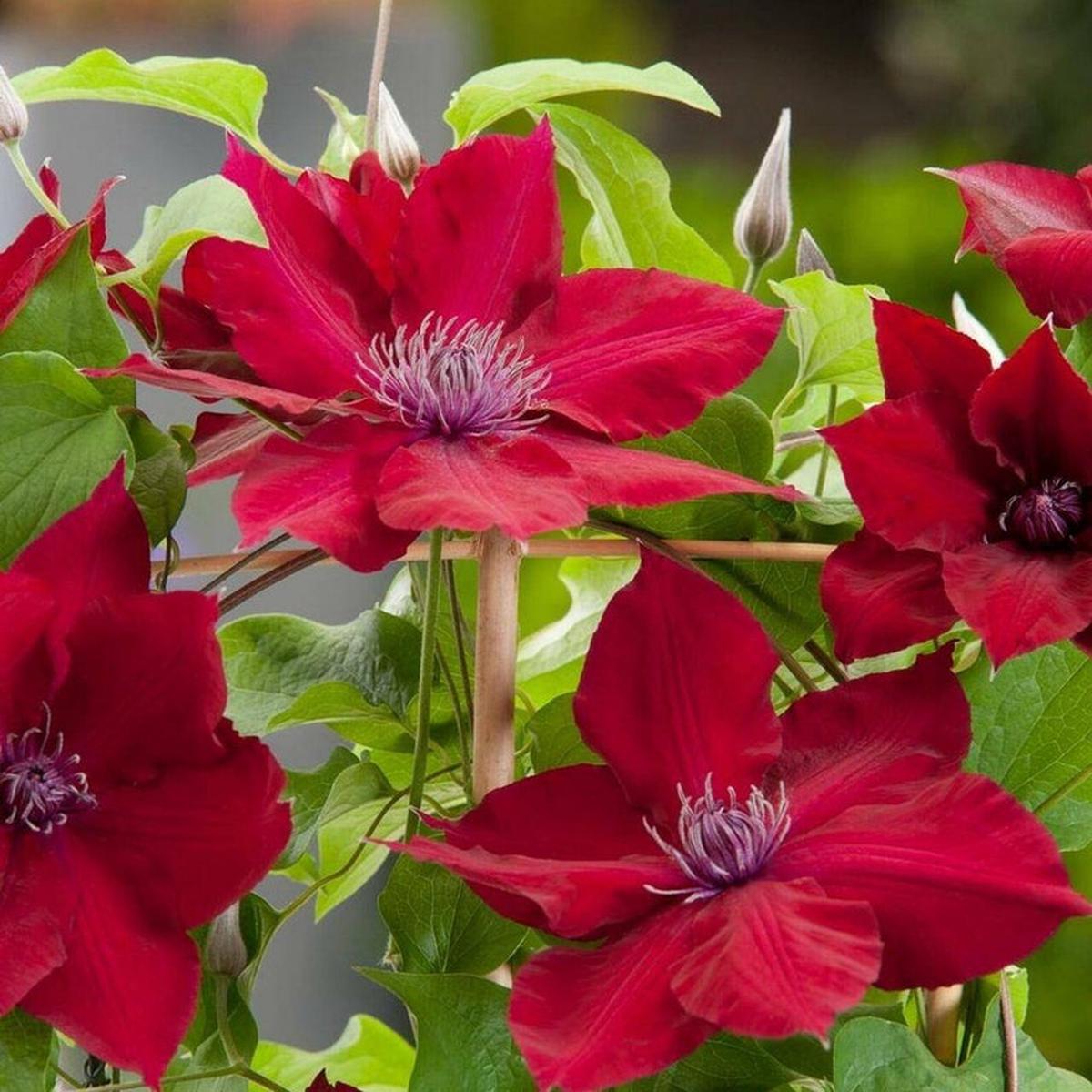 Red Clematis Flower Seeds for Planting Heirloom, Non-GMO, Easy to Grow, Climbing Vine
