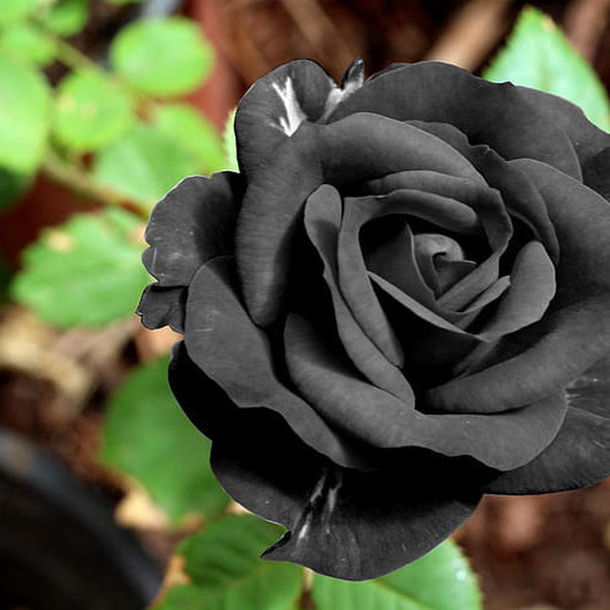 Rose Flower seeds for Planting Vibrant Colors Heirloom & GMO Free Seeds for Home Garden Sale
