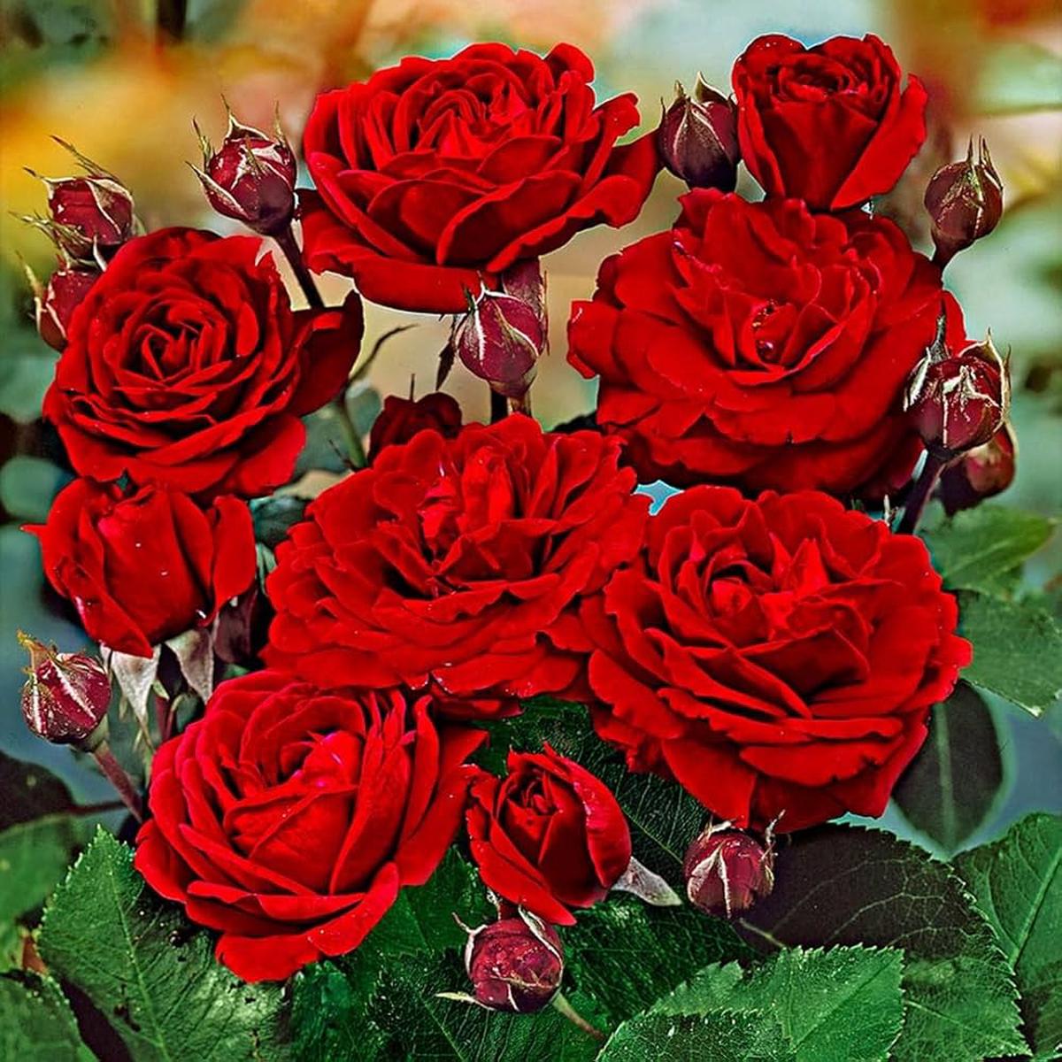 Rose Tree Seeds - Pieces for European Rose Garden, Flowering Green Tree