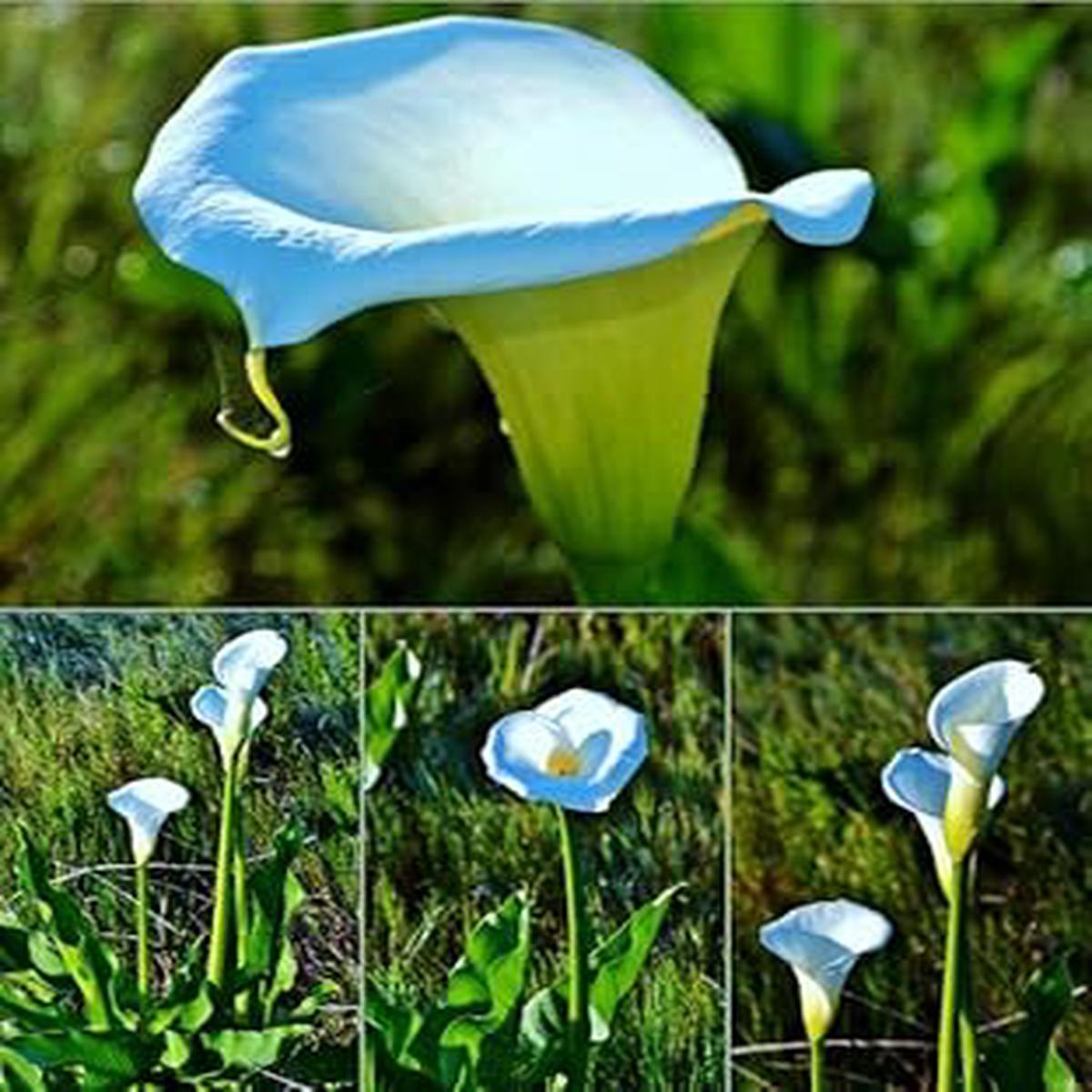 Sky Blue Calla Flower Seeds for Planting, NON GMO Seeds