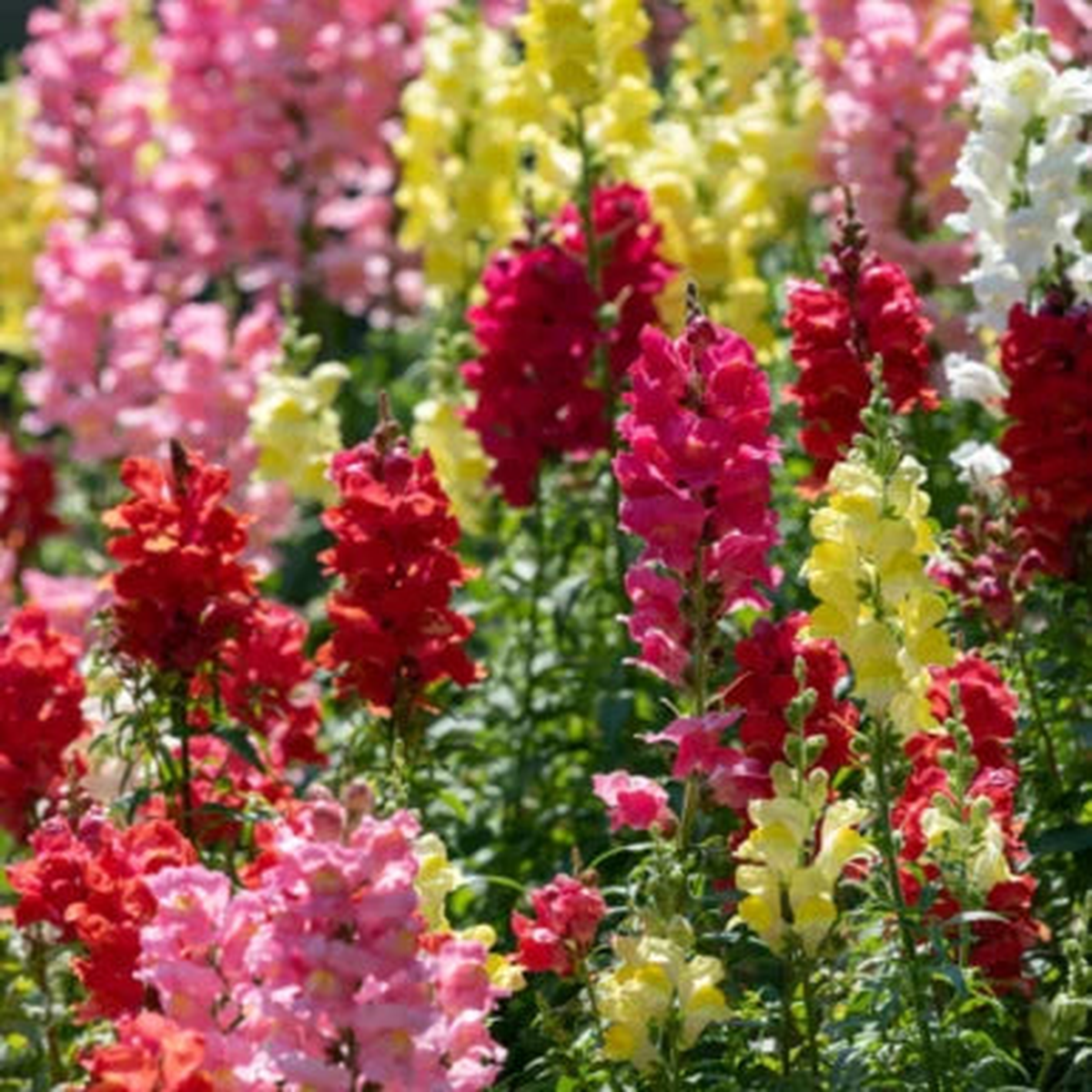 Snapdragon RAINBOW MIX Cut Flowers Attracts Hummingbirds USA Non-GMO Heirloom, Easy to Grow, Annual Blooms