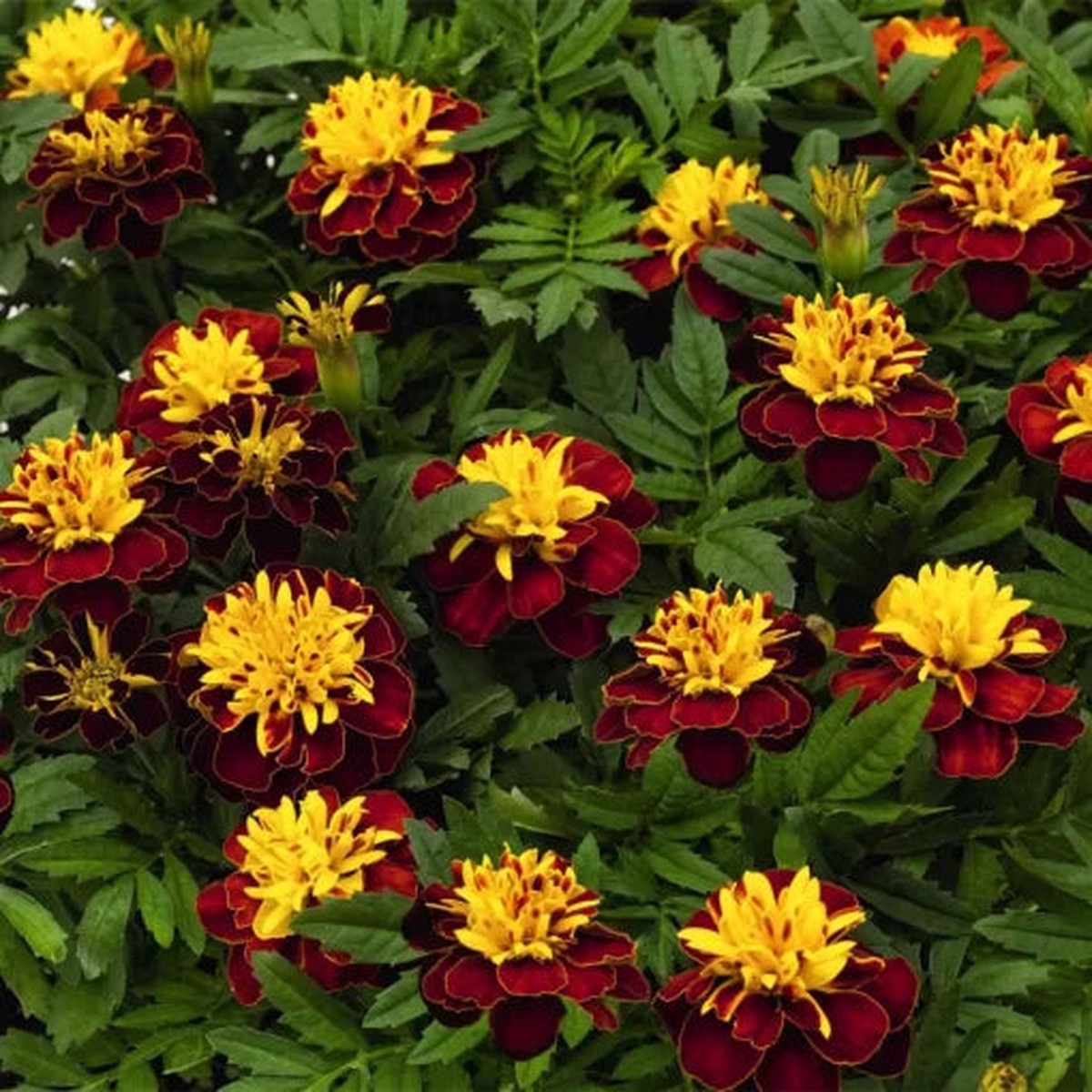 Spry Marigold Seeds | Super Hero Red-Gold Marigold Variety Heirloom, Non-GMO, High Germination Organic Garden Seeds