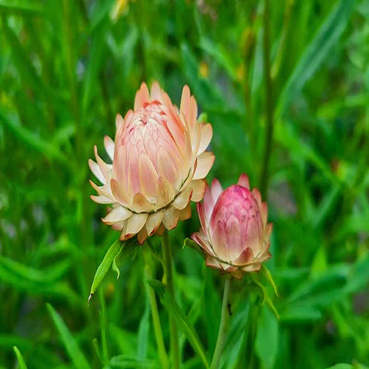 Strawflower Salmon Rose Seeds for Planting | Heirloom Non-GMO High Germination Organic Garden Seeds