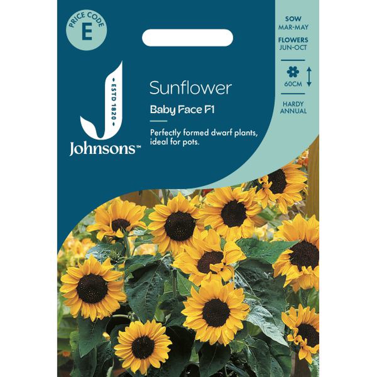 Sunflower Babyface F1 Seeds
