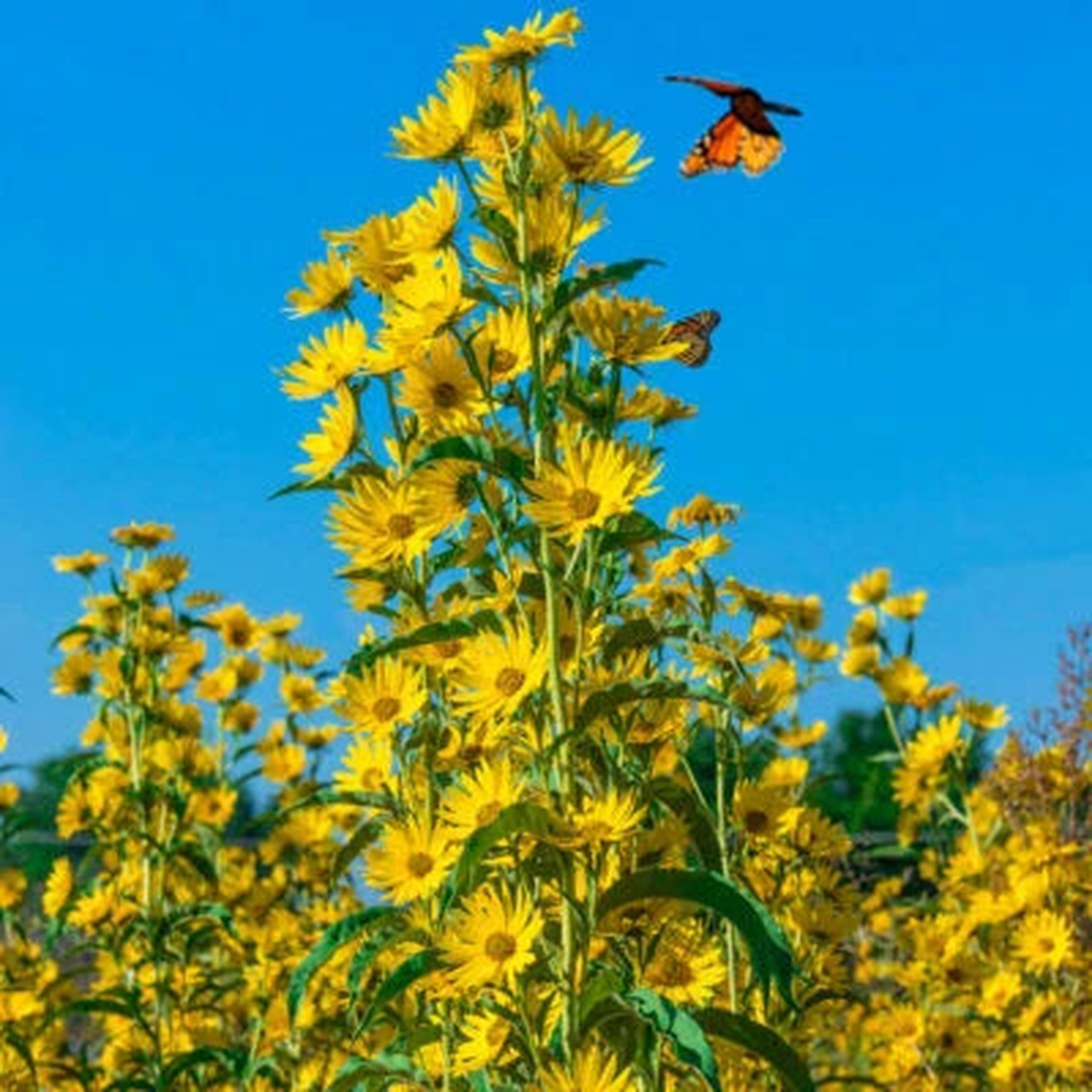 Sunflower Maximilian Perennial Flowers Butterflies Finches Usa Non Gmo Heirloom Flower Seeds