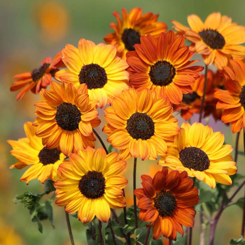 Sunflower Seeds - Soluna Bronze