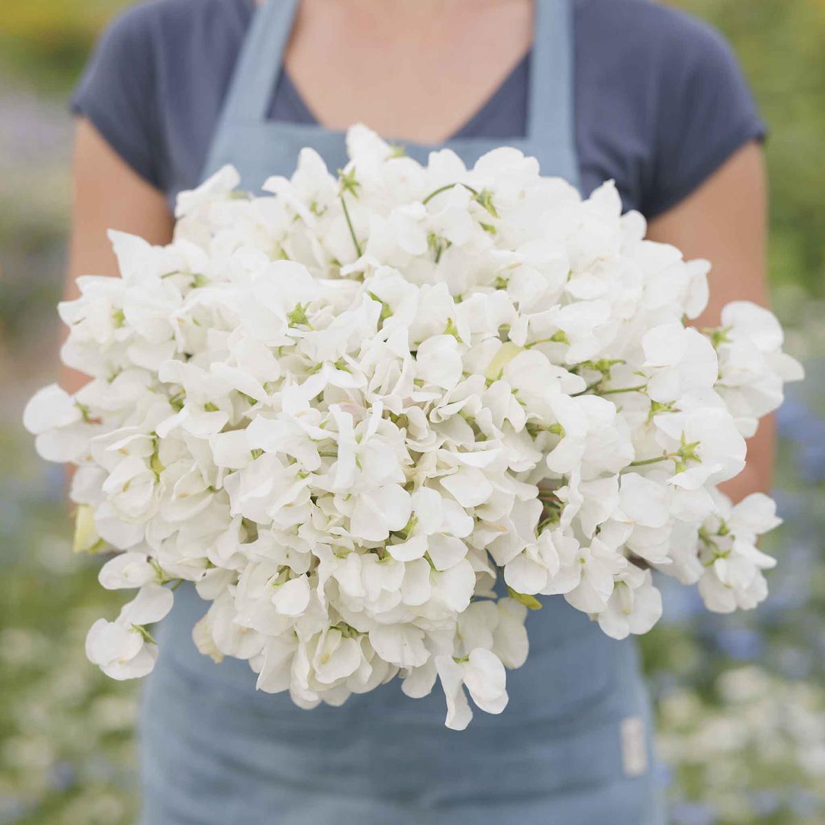 Sweet Pea Seeds - Royal White