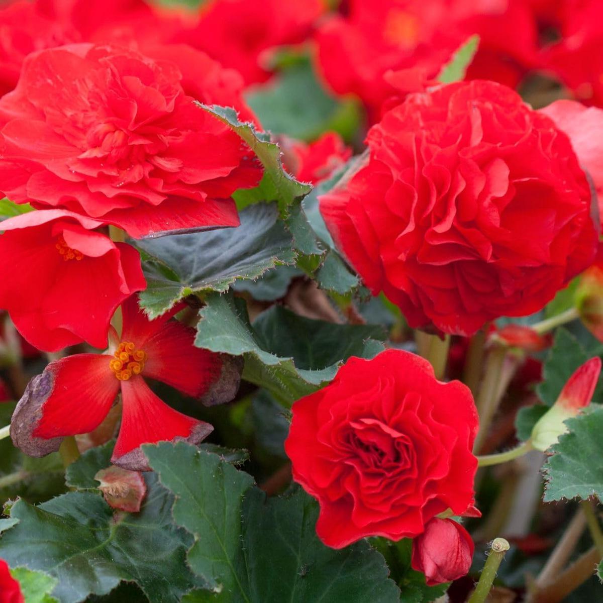 Tuberous Begonia Red Flower Seeds for Planting Heirloom & Non-GMO Garden Seeds