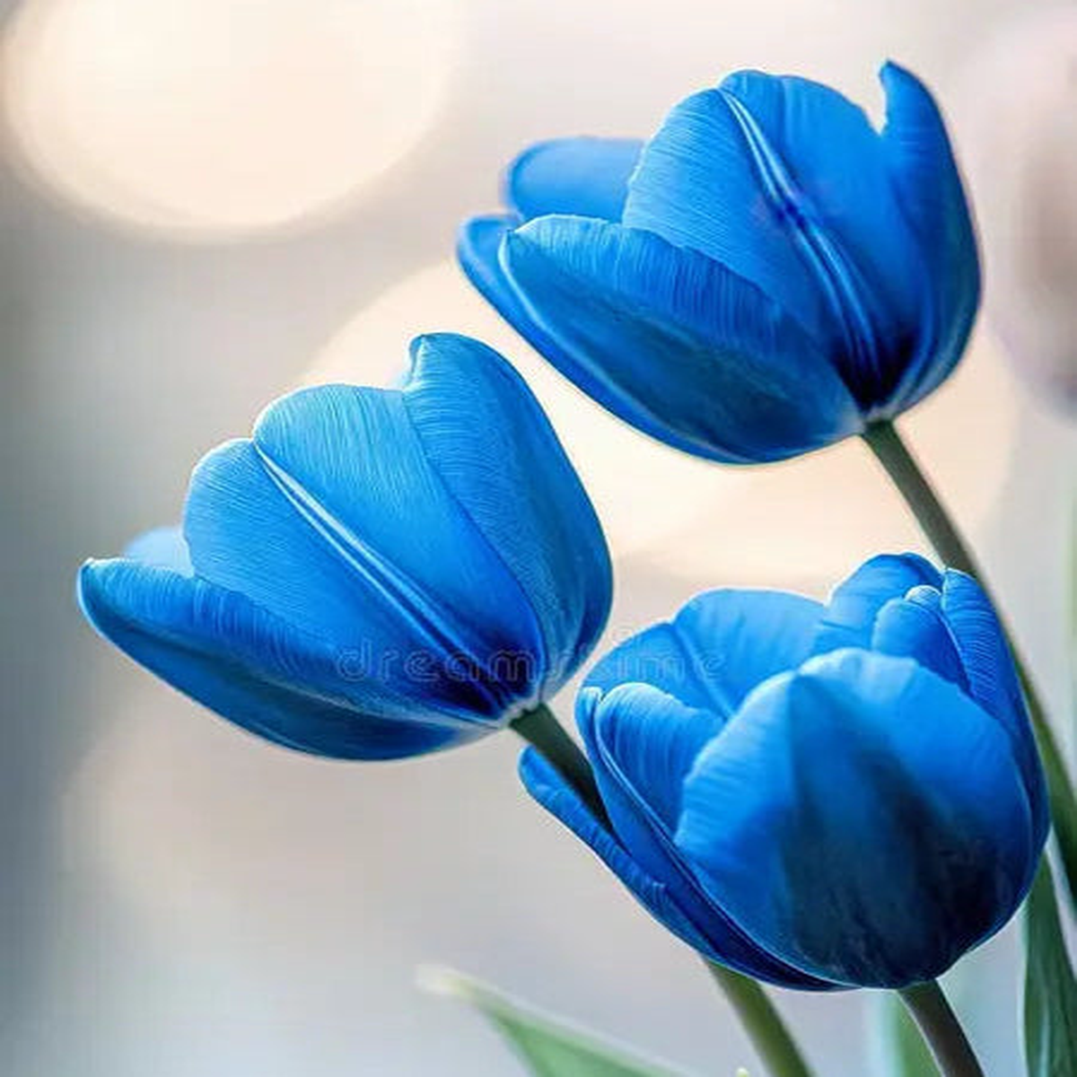 Tulip Blue Flower seeds for Planting - Hardy Variety, Heirloom & GMO Free Seeds for Home Garden