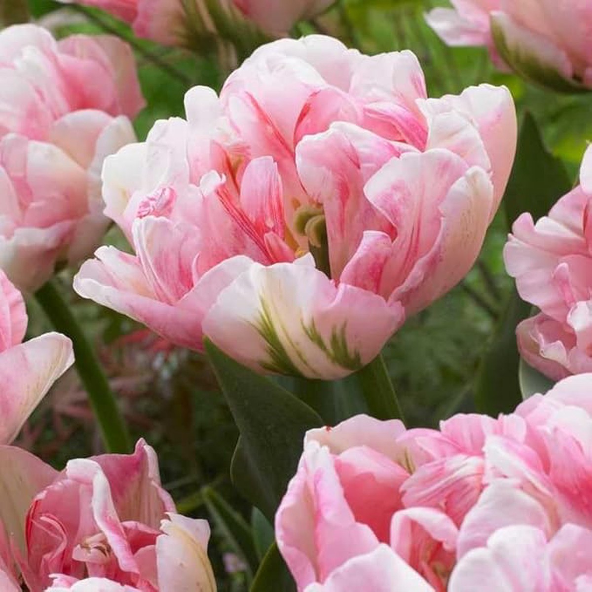 Tulip Double Bloom Tulipa Gesneriana Flower Rare For Planting In Home Garden Or Seasonal Beds