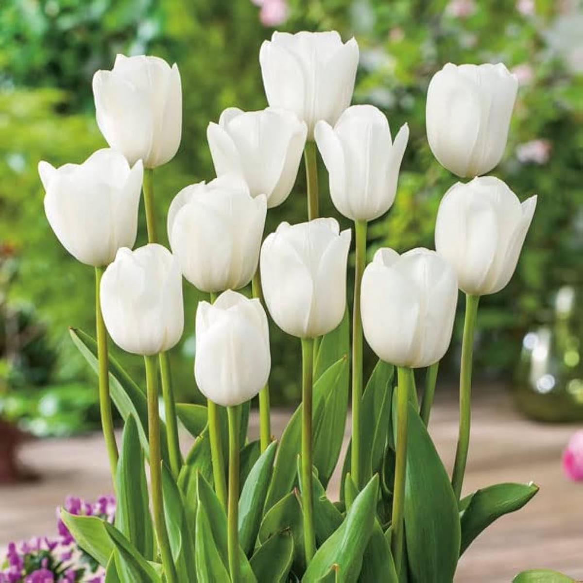 Tulip Flower White Collection Planting Seeds Perfect for Elegant and Serene Garden Blooms