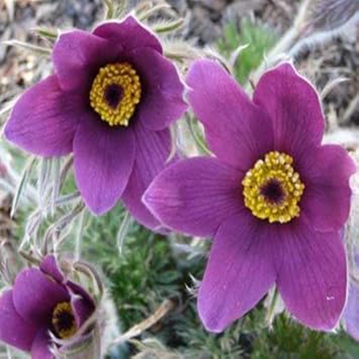 Violet Pasque Flower Seeds ?? Heirloom Non-GMO Perennial Seeds for Vibrant Garden Displays