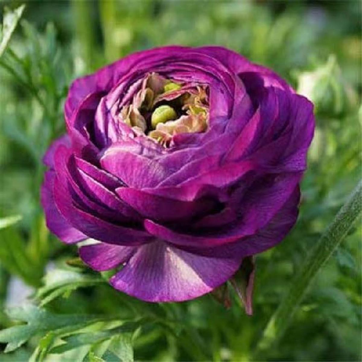 Violet Ranunculus Flower Seeds for Planting Heirloom Non-GMO Seeds