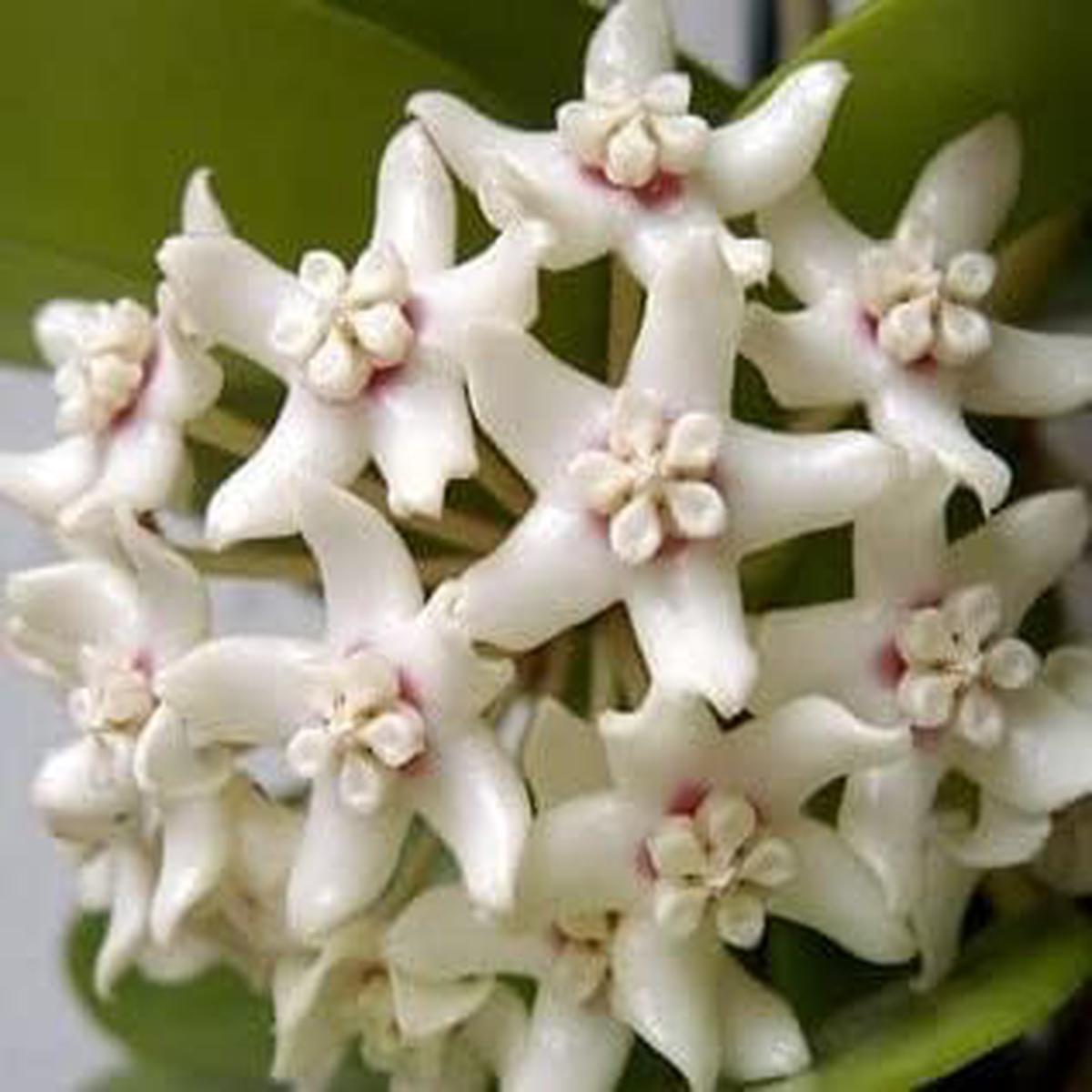 White Hoya Seeds for Planting Organic, Heirloom, Non-GMO Flower Seeds