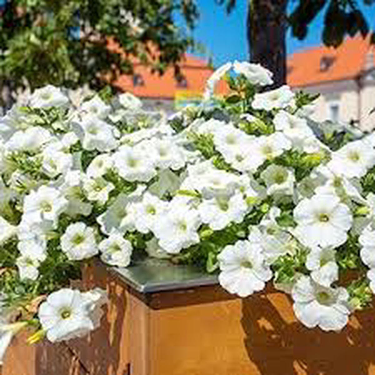 White Petunia Wave Flower Seeds Heirloom Non-GMO High Germination Seeds for Planting Easy-to-Grow Garden Blooms