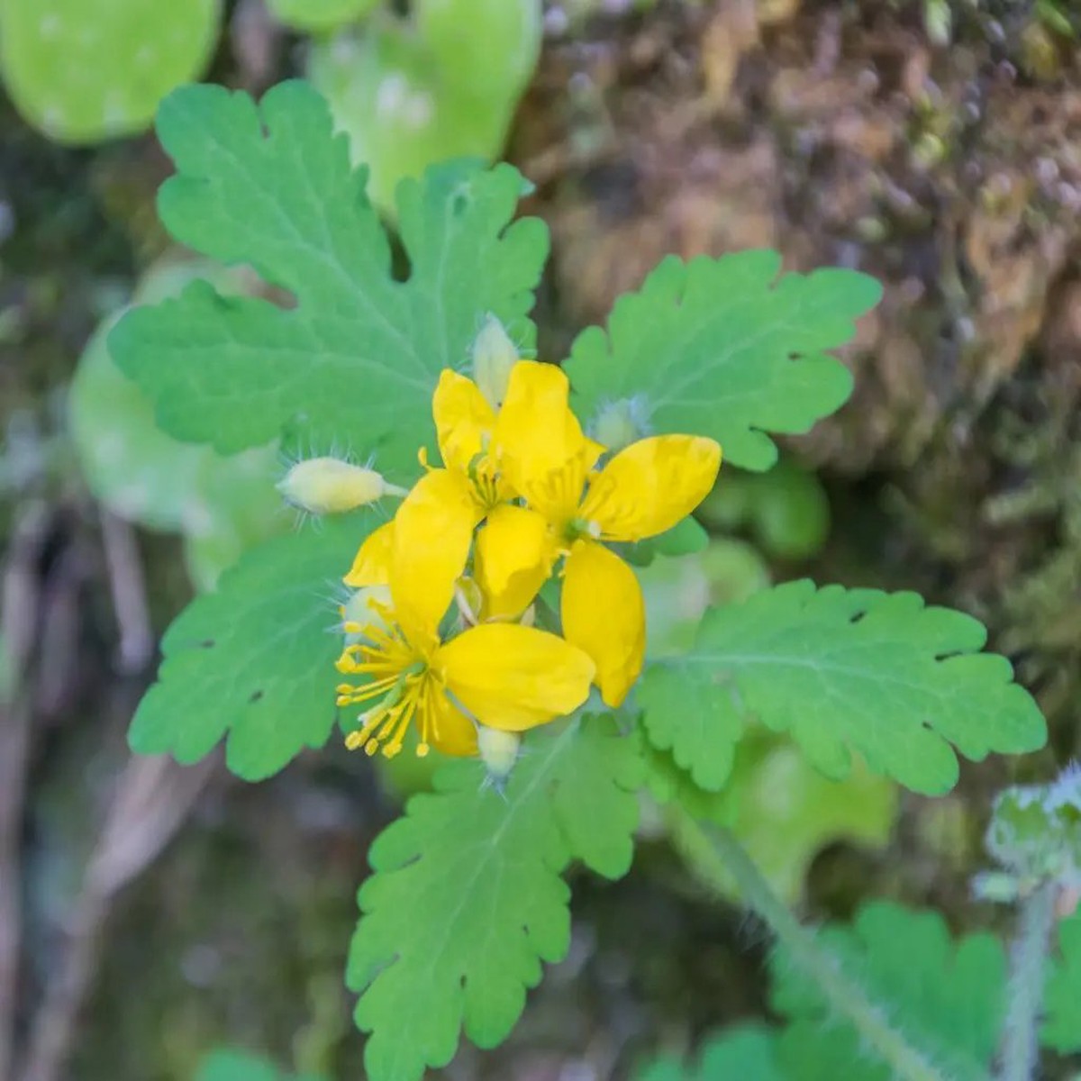 Yellow Chelidonium Flower For Planting Non Gmo Flower Seeds for Home Garden Planting, Lush Organic