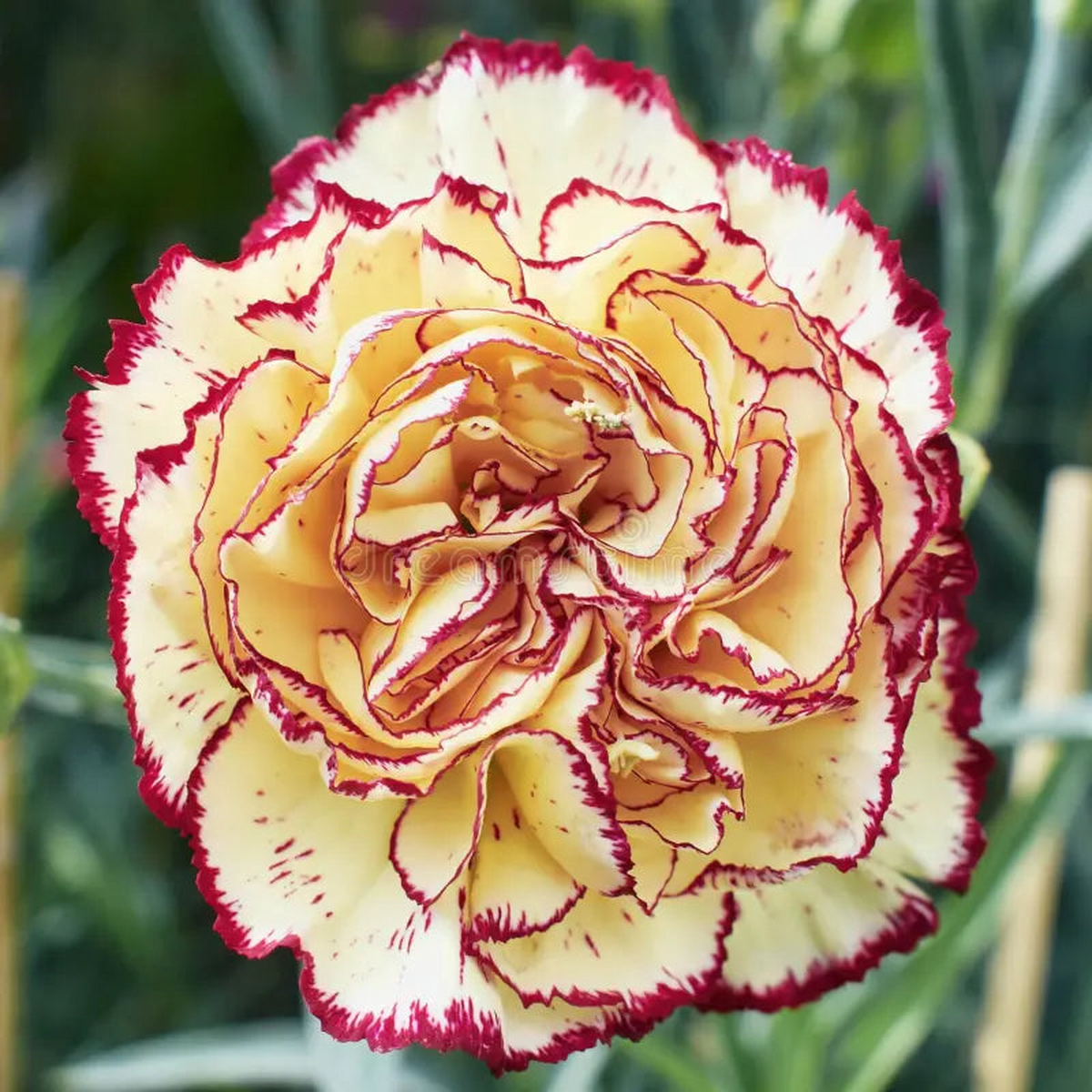 Yellow Purple Carnation Flower Seeds Non-GMO Seeds for Vibrant Garden Planting