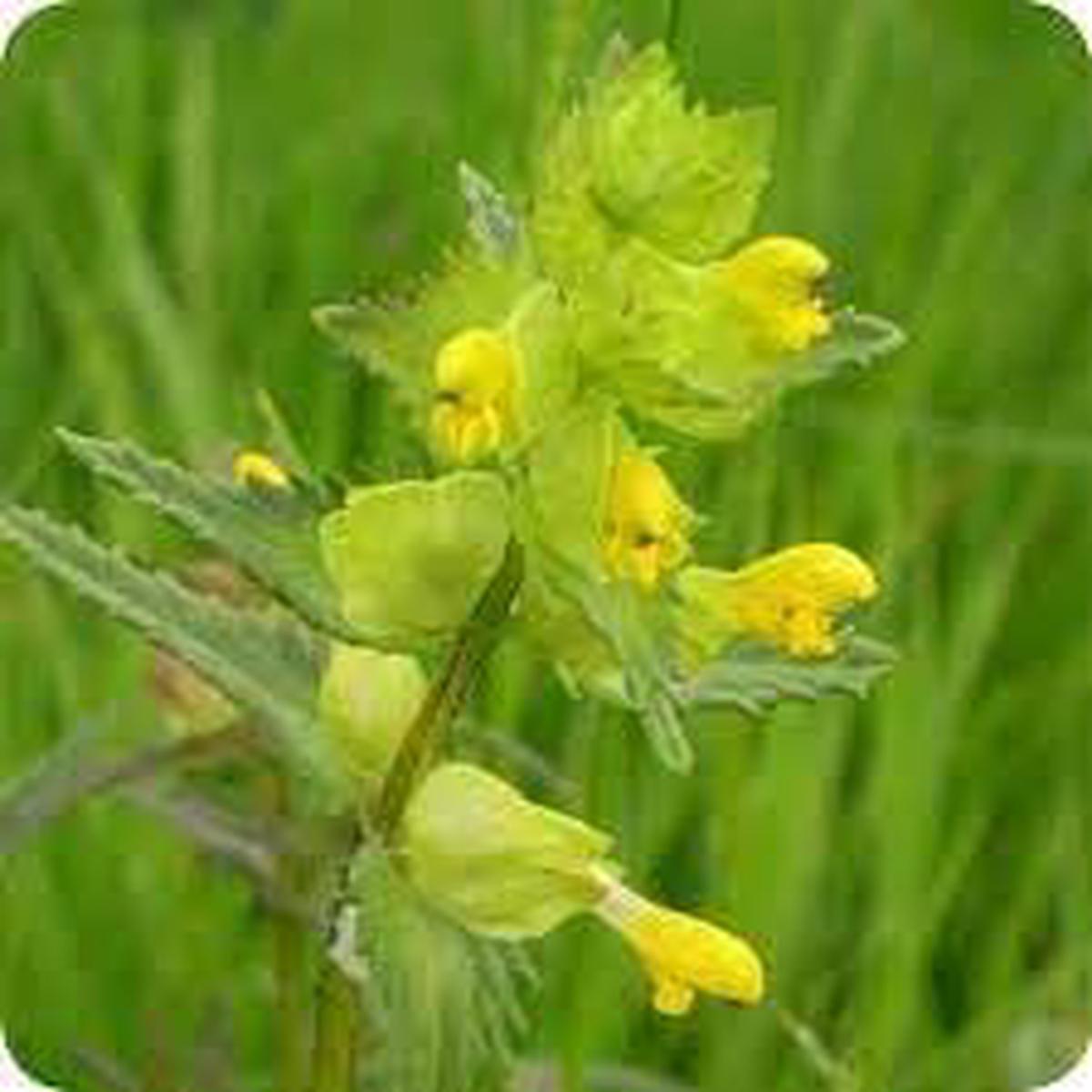 Yellow Rattle Flower seeds for Planting - Bright Blooms, Heirloom & GMO Free Seeds for Home Garden, 100pcs