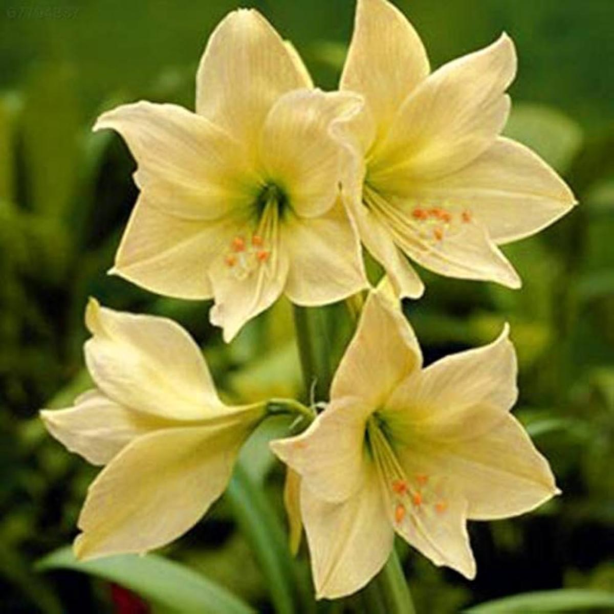 Yellow Sunrise Amaryllis Bulbs for Planting - Ideal for Flower Bed & Home Garden