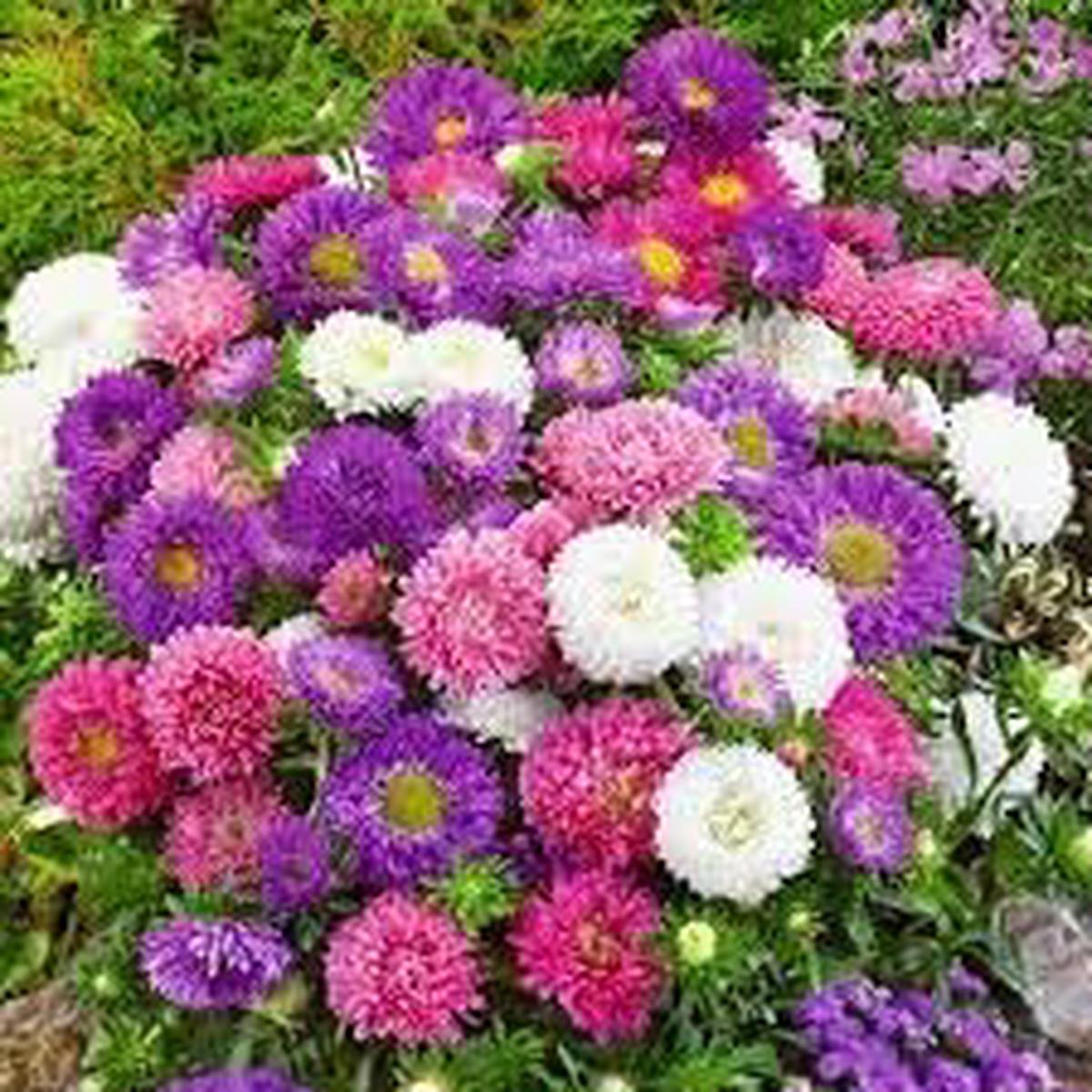 Aster Flower Seeds for Planting Heirloom, Non-GMO, High Germination Organic Garden Seeds