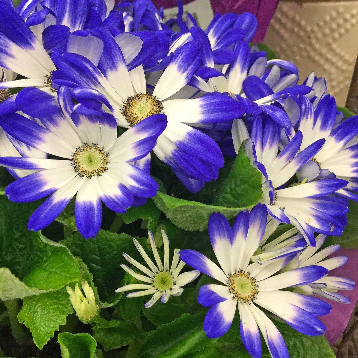 Blue White Heirloom Cineraria Flower For Planting Non Gmo Flower Seeds for Home Garden Planting,