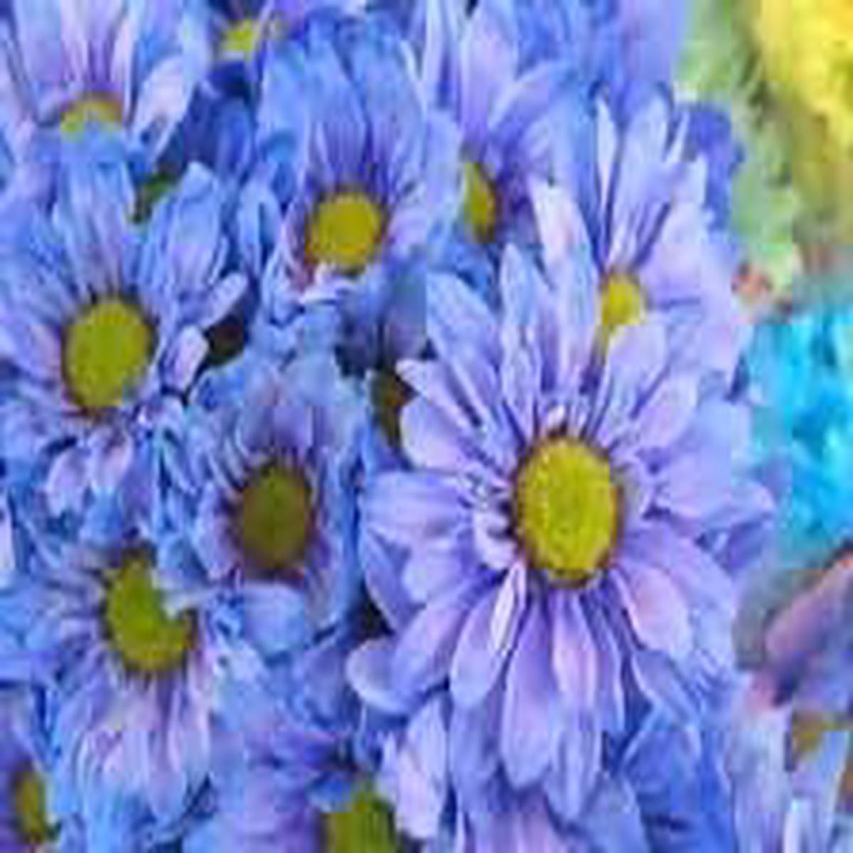 Blue Yellow Chrysanthemum Flower Seeds for Planting Heirloom, Non-GMO, High Germination Organic Garden Seeds