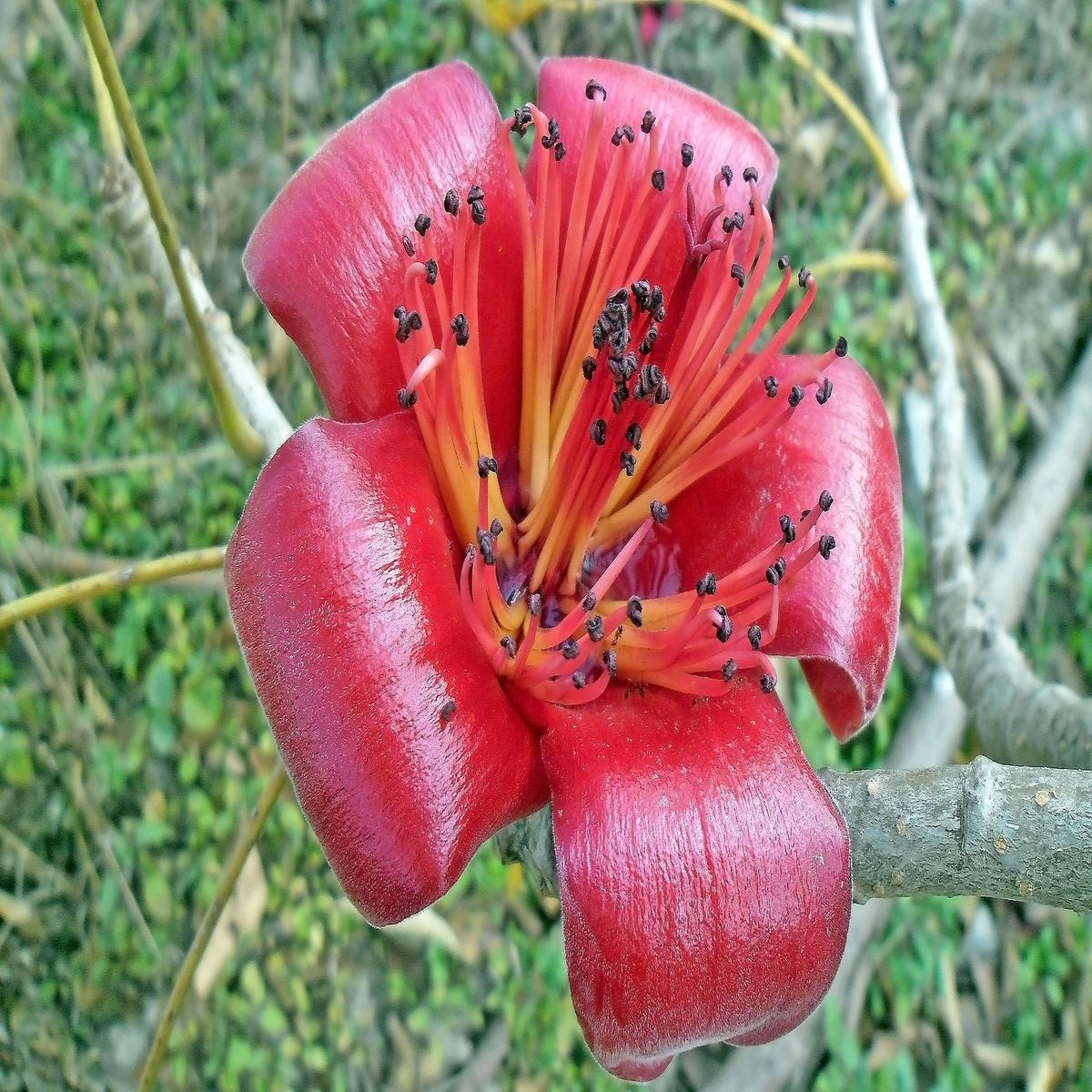 Bombax Ceiba Flower seeds for Planting Perfect for Borders Heirloom & GMO Free Seeds for Home Garden