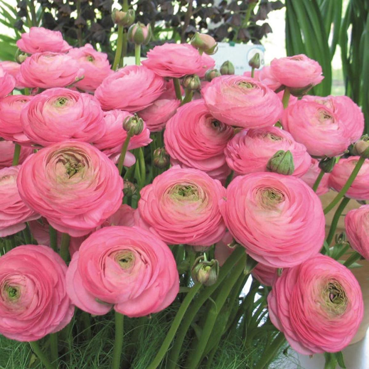 Buttercup Flower Seeds,