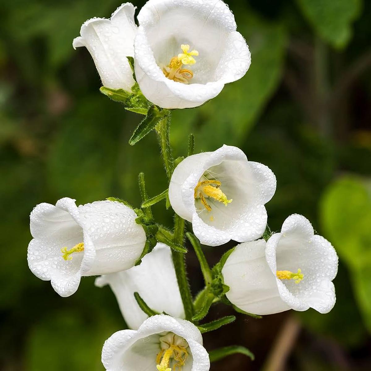 Campanula Campanula medium flower seeds for backyard gardening