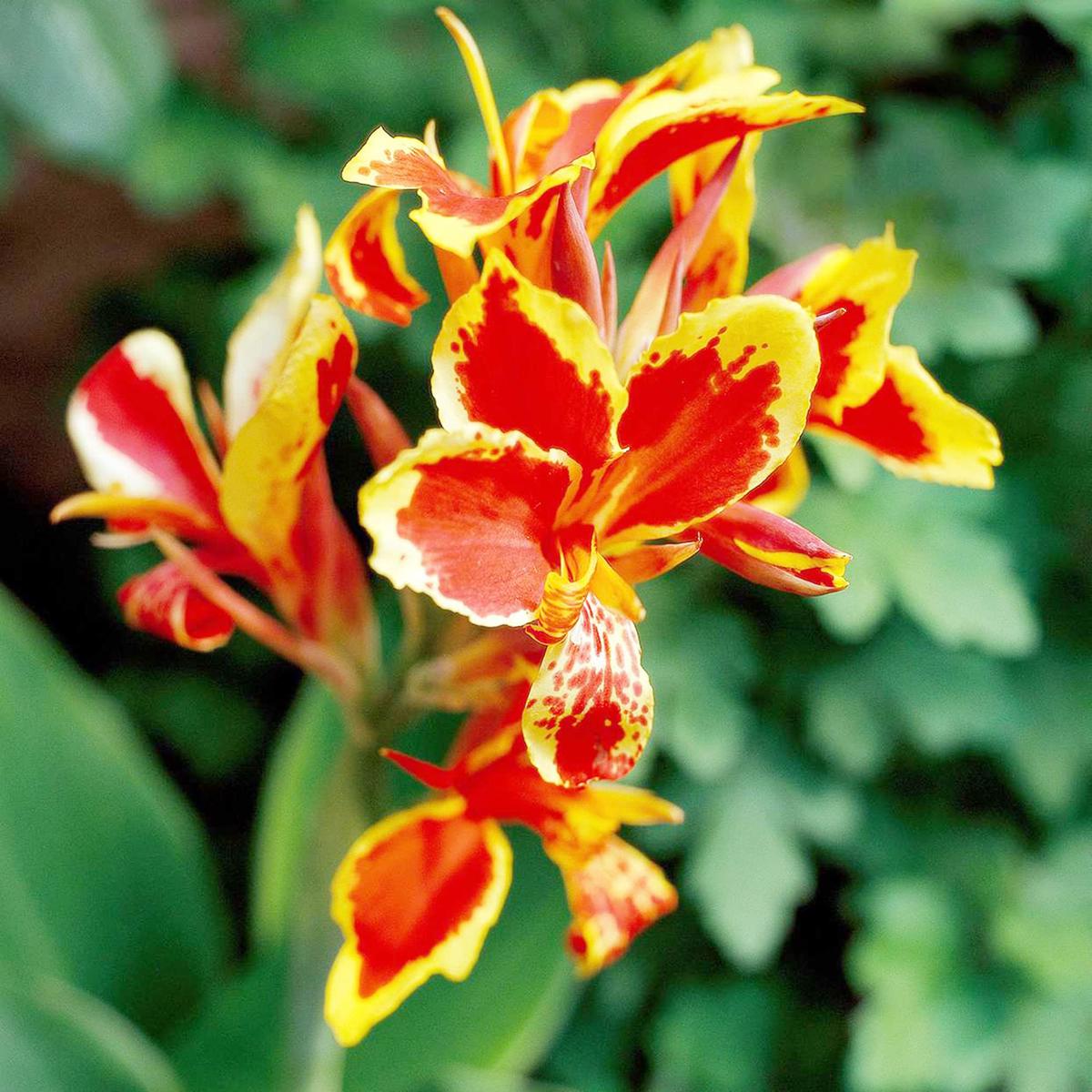 Canna 'Lucifer' Flower Seeds for Planting Heirloom, Non-GMO, Red Tropical Blooms