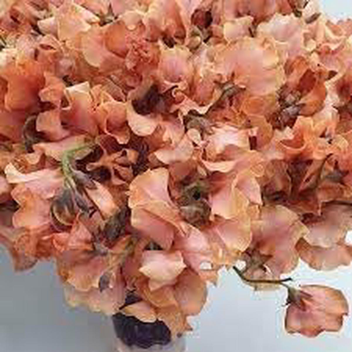 Cream Hibiscus Flower Seeds Easy to Grow Heirloom & NonGMO Seeds for Home Garden Sale