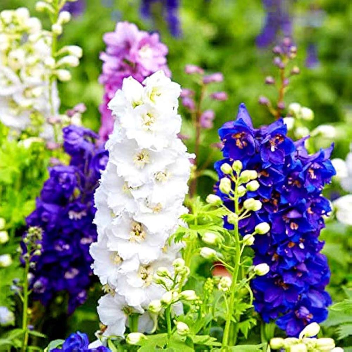 Delphinium For Planting Delphinium Spp For Flower Beds And Cottage Gardens Flower Seeds for Home
