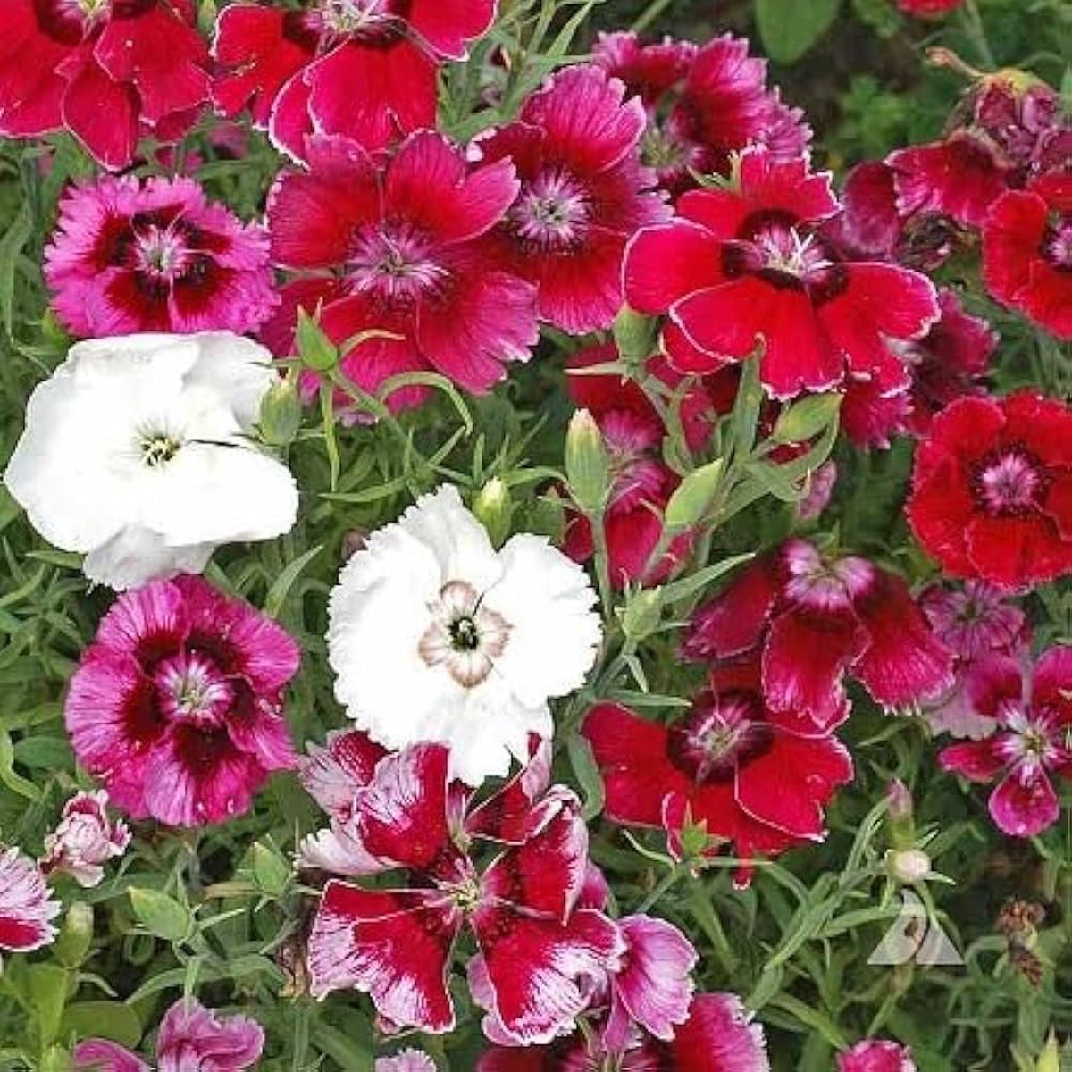 Dianthus Groundcover Dianthus spp Flower Seeds for Planting in Garden