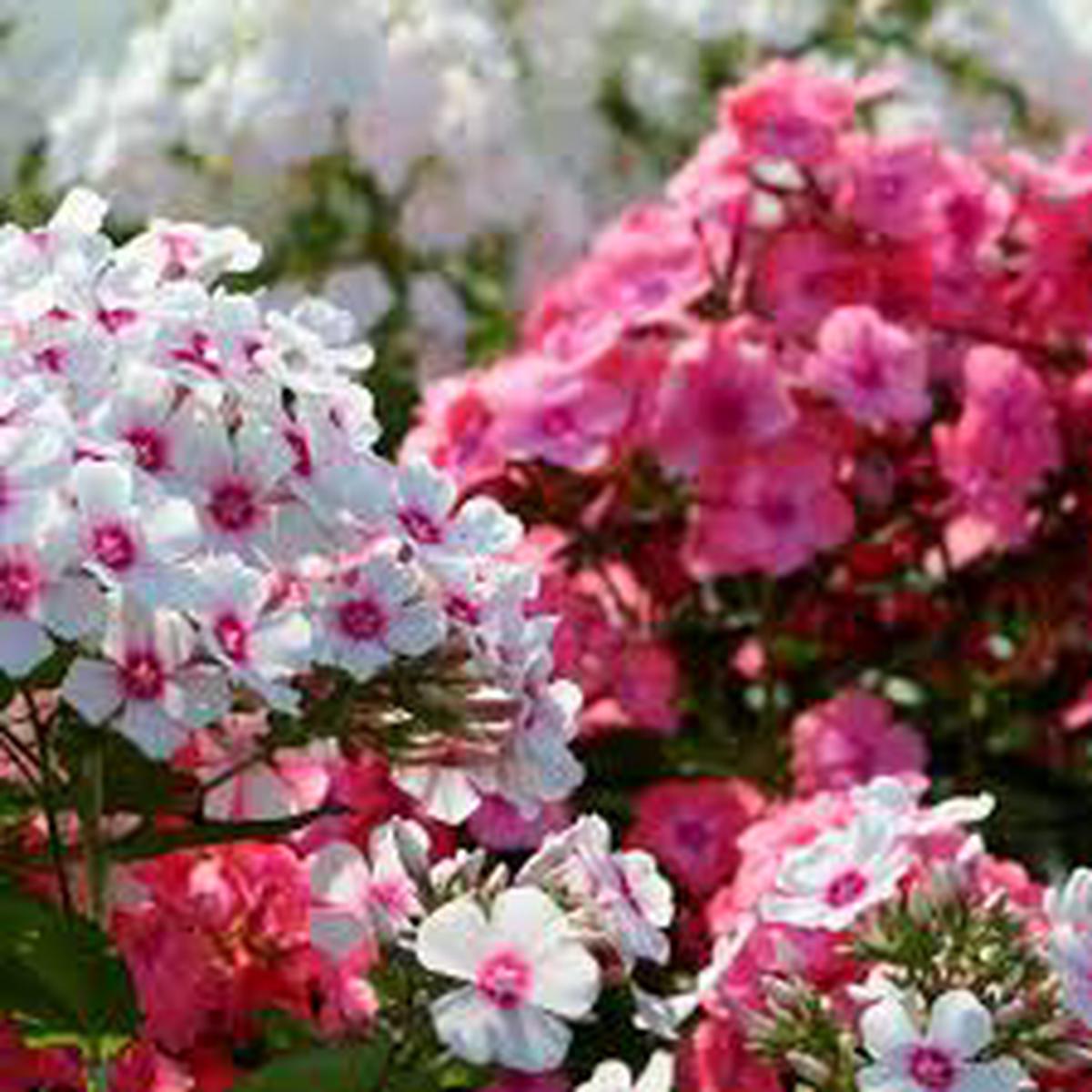 Garden Annual Phlox (Phlox paniculata) Seeds for Planting Heirloom, Non-GMO, Pink Variety
