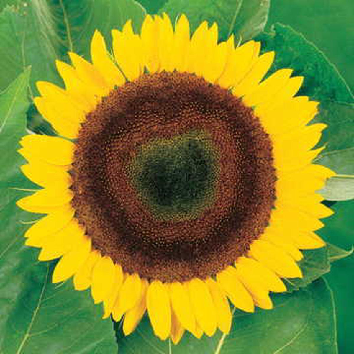 Giganteus Sunflower Seeds | Extra Tall Giant Sunflower Variety Heirloom, Non-GMO, High Germination Organic Garden Seeds