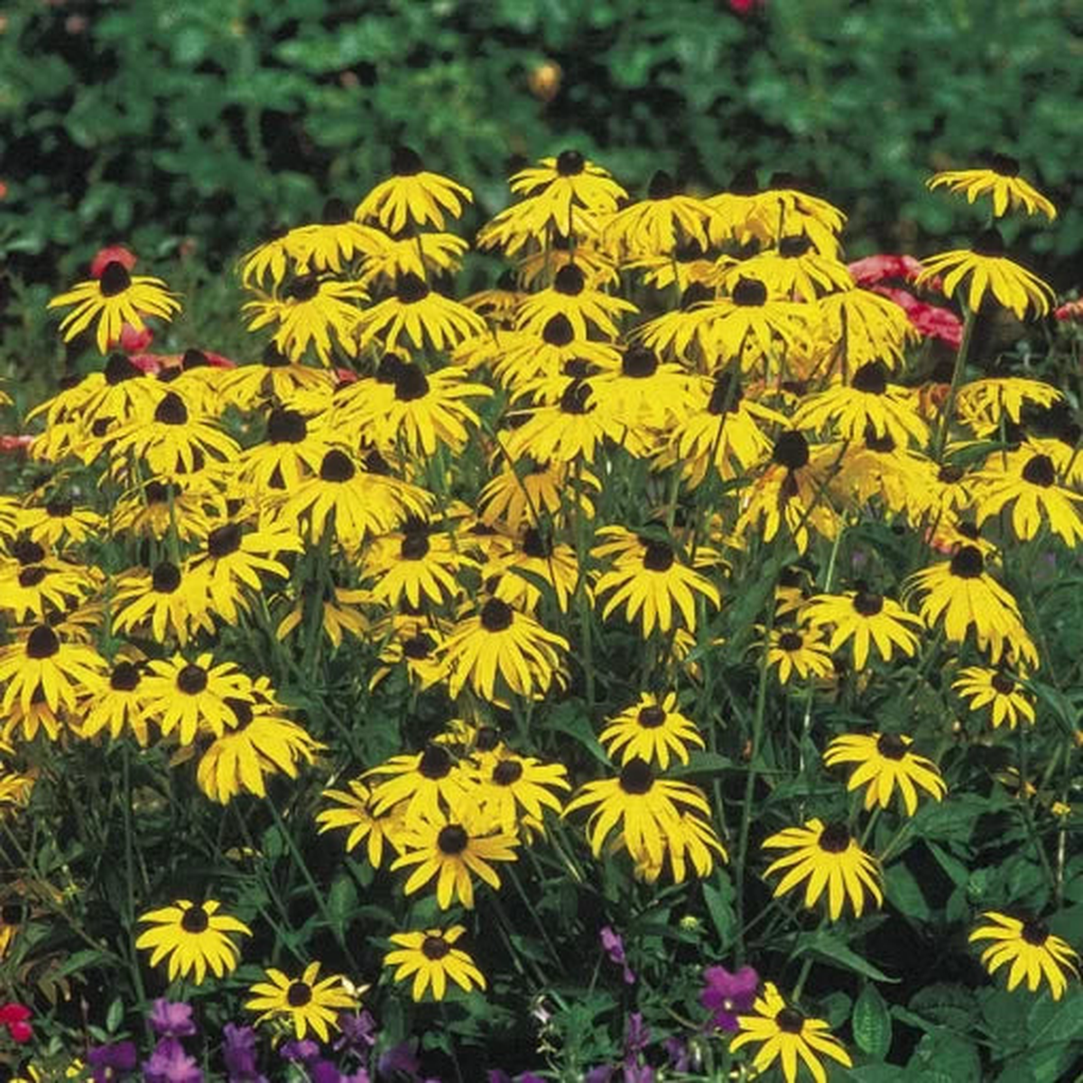 Goldsturm Rudbeckia Seeds | Classic Golden Black-Eyed Susan Heirloom, Non-GMO, High Germination Organic Garden Seeds