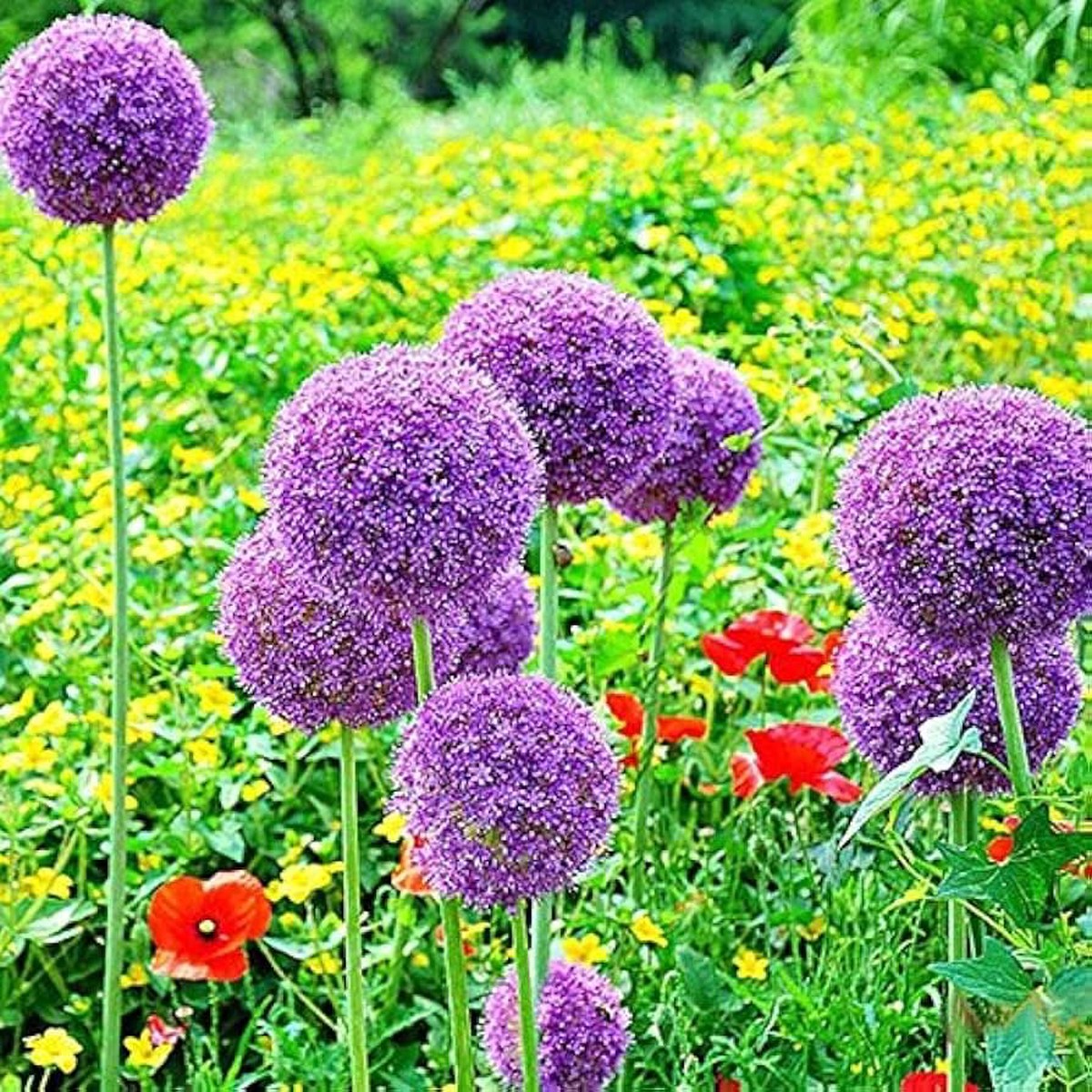 Green Giant Onion Allium Fistulosum Allium Giganteum For Planting In Balcony Garden Pots