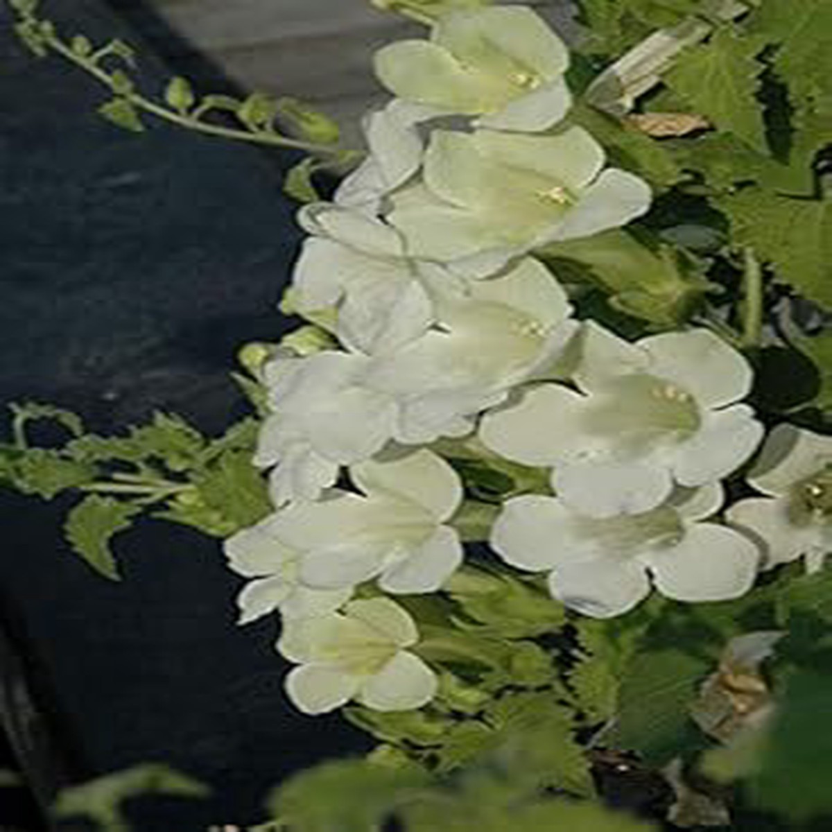 Green White Brazilian Gloxinia Flower Seeds for Planting Heirloom Non-GMO High Germination Organic Garden Seeds