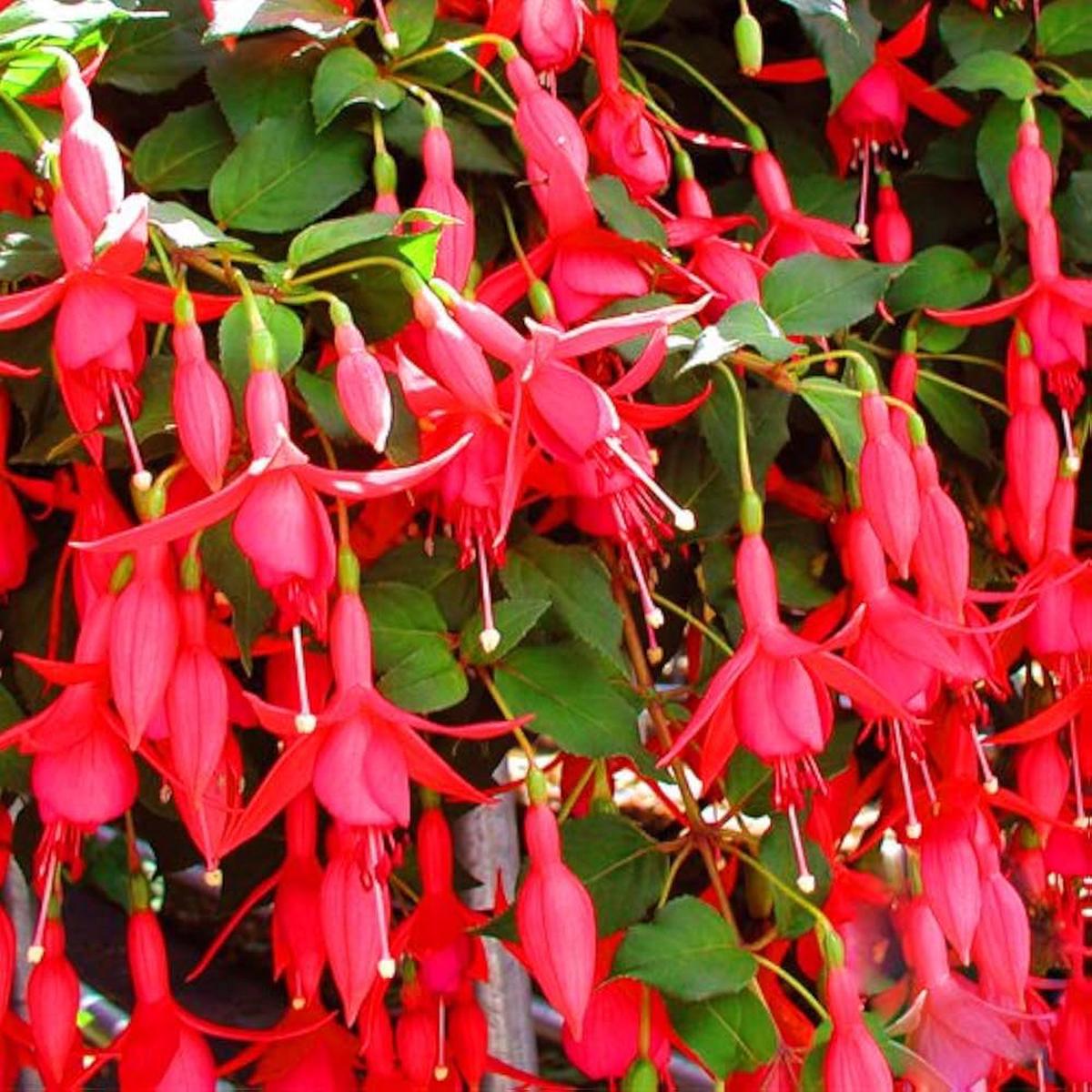 Heirloom Non-GMO Fuchsia Flower Seeds for Planting Vibrant Hanging Ornamental Garden Blooms