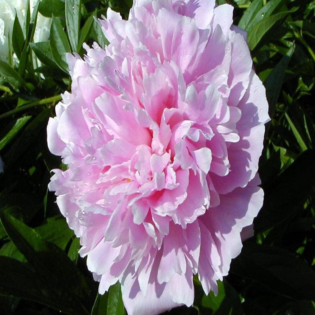 Heirloom Non-GMO Pink Paeonia Flower Seeds for Planting Lush Blooms for Elegant Gardens