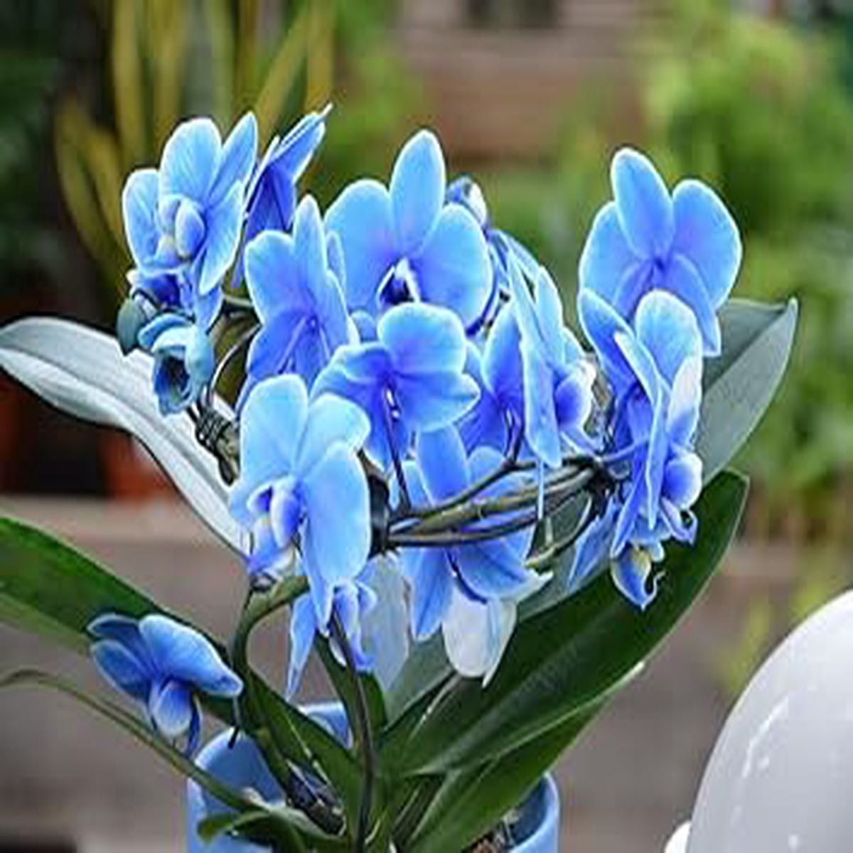 Heirloom Non-GMO Sky Blue Phalaenopsis Orchid Flower Seeds for Planting High Germination Organic Garden Seeds