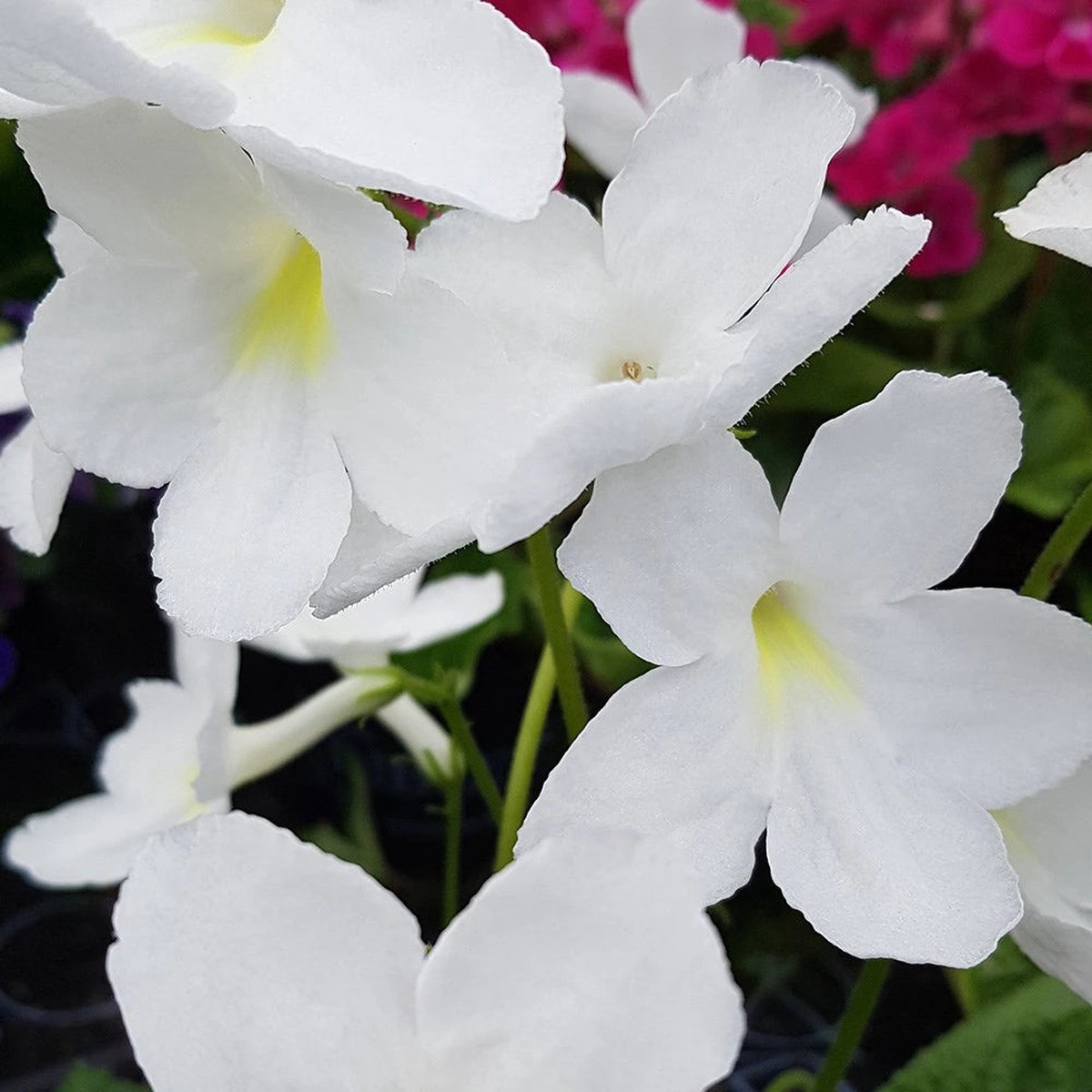 Heirloom Non-GMO Streptocarpus Flower Seeds for Garden Planting Shade-Loving Vibrant Blooms
