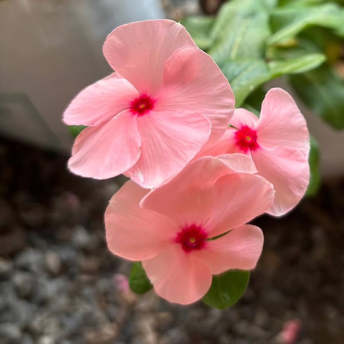 Heirloom Non-GMO Vinca Periwinkle Flower Seeds Light Pink Blooms for Planting