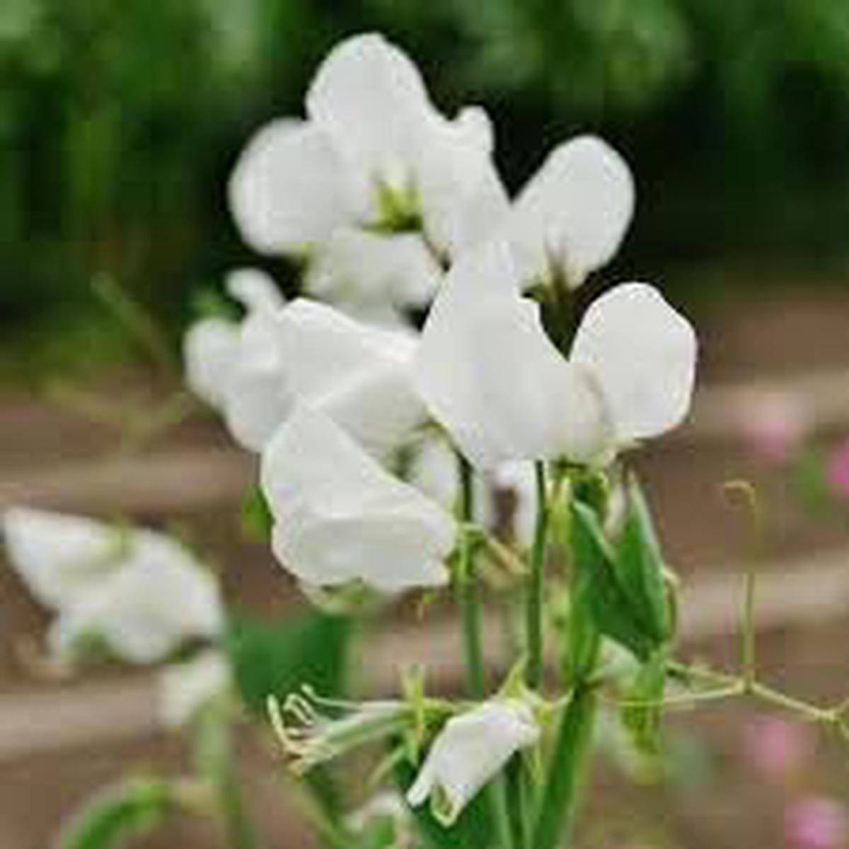 Heirloom Sweet Pea Flower Seeds for Planting Non-GMO, High Germination Organic Garden Seeds