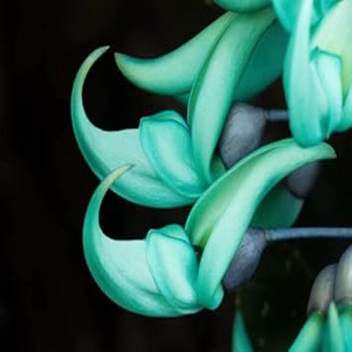 Jade Green Flower seeds for Planting - Long Bloom Season, Heirloom & GMO Free Seeds for Home Garden